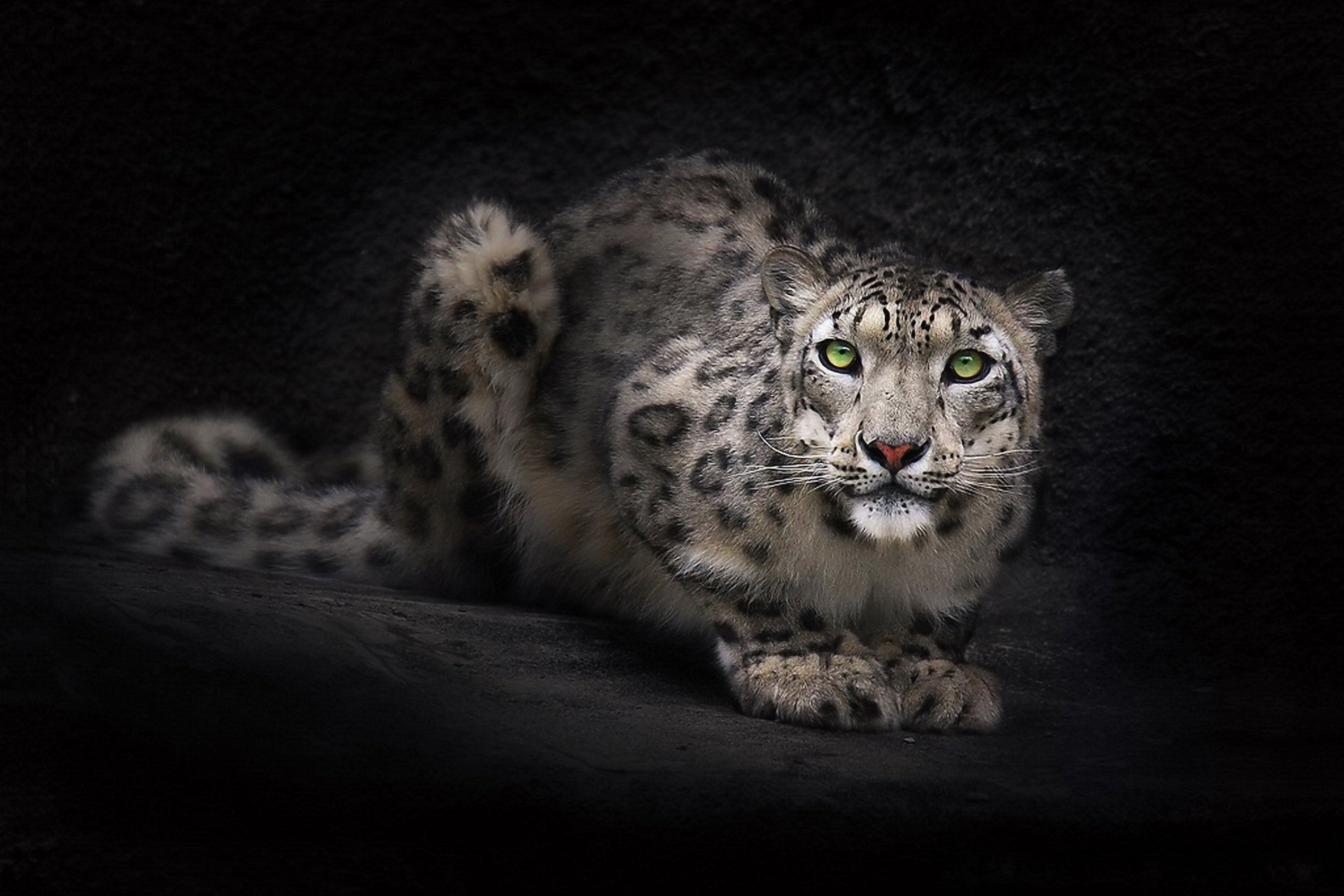 leopardo delle nevi irbis vista muso carta da parati sfondo