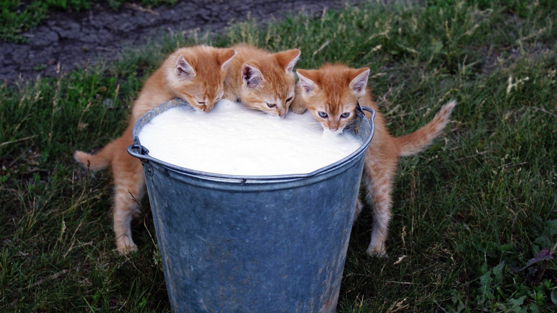 background grass kittens red color trio bucket steam milk foam foam delicious food meow