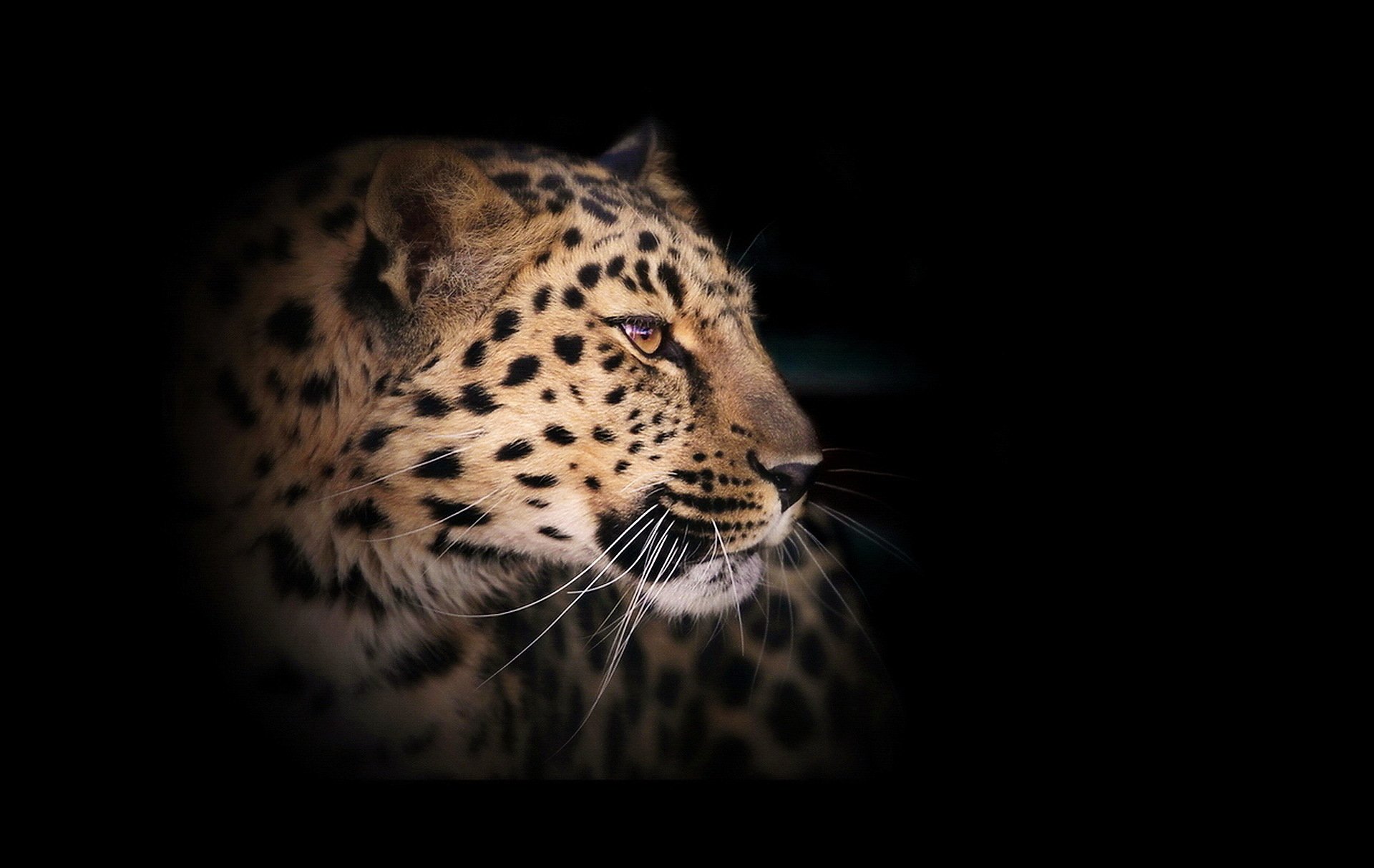 leopardo gato salvaje