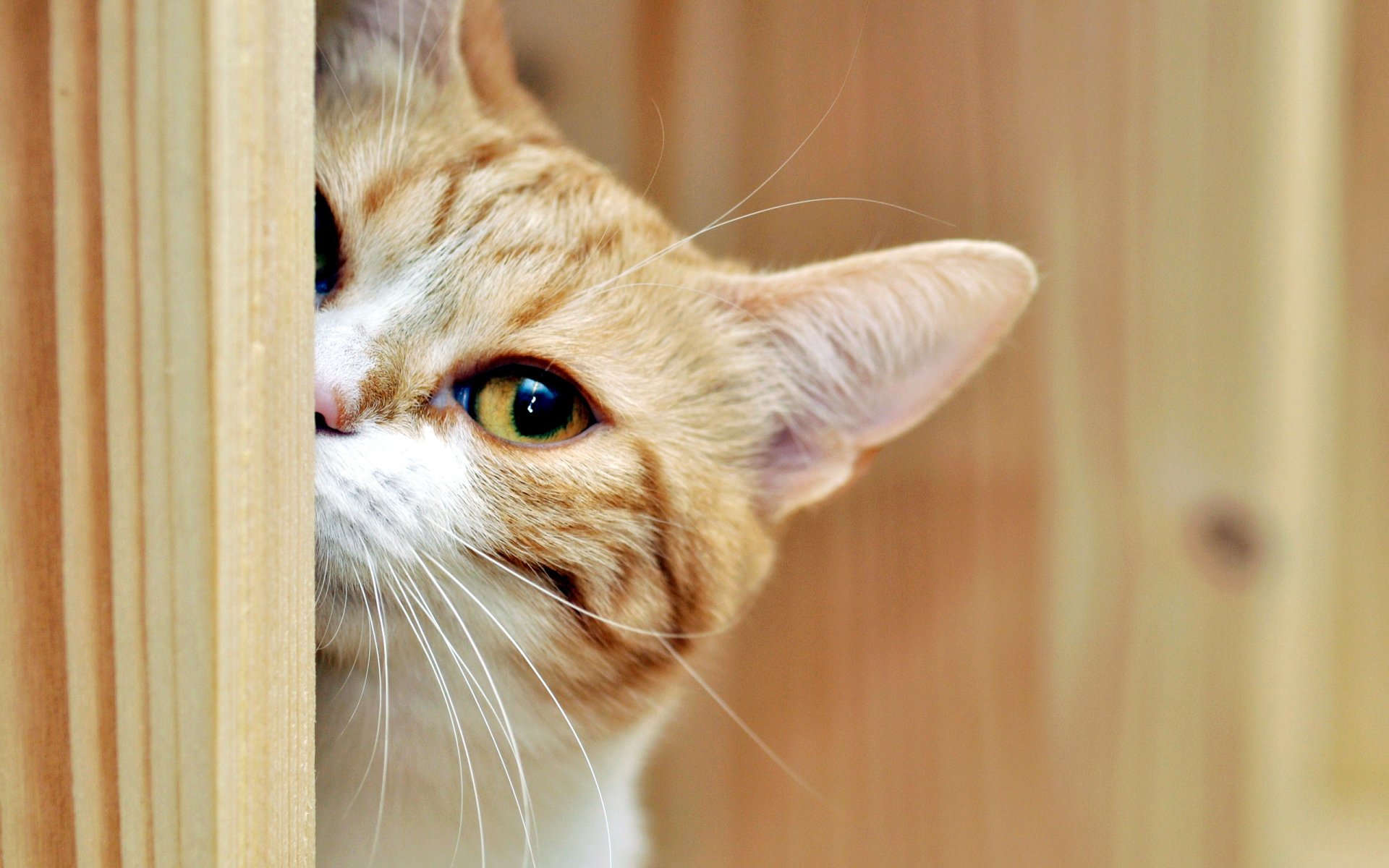 chat vue maison