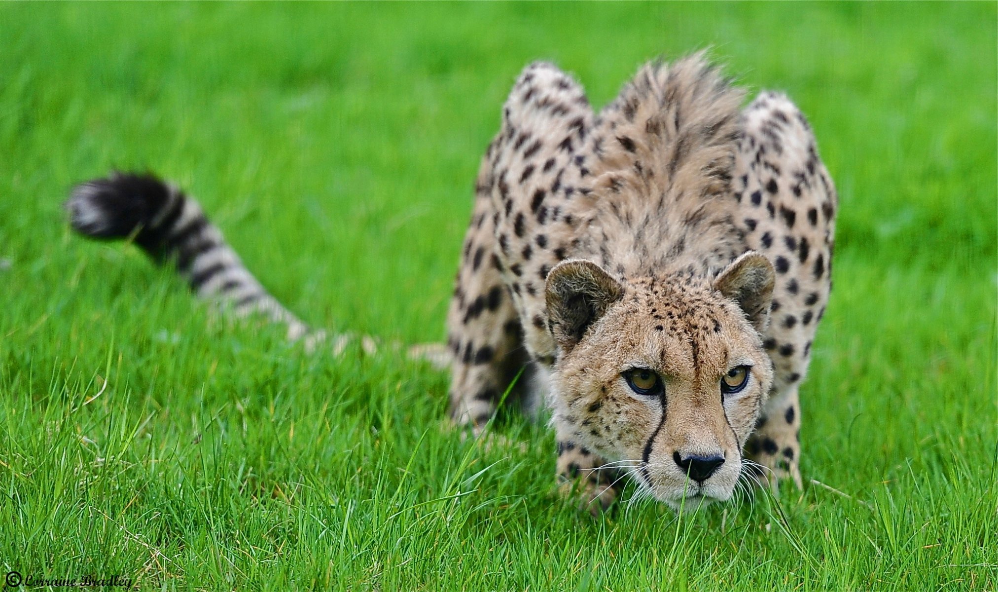 gepard gras schleicht raubtier