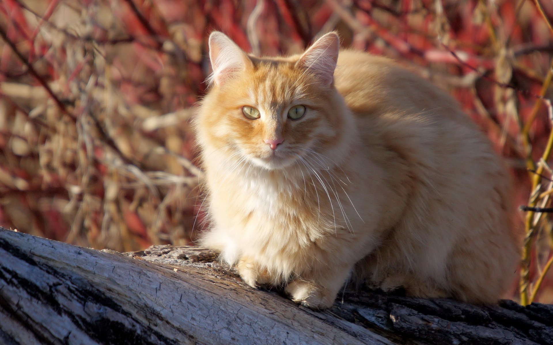 gato verano naturaleza