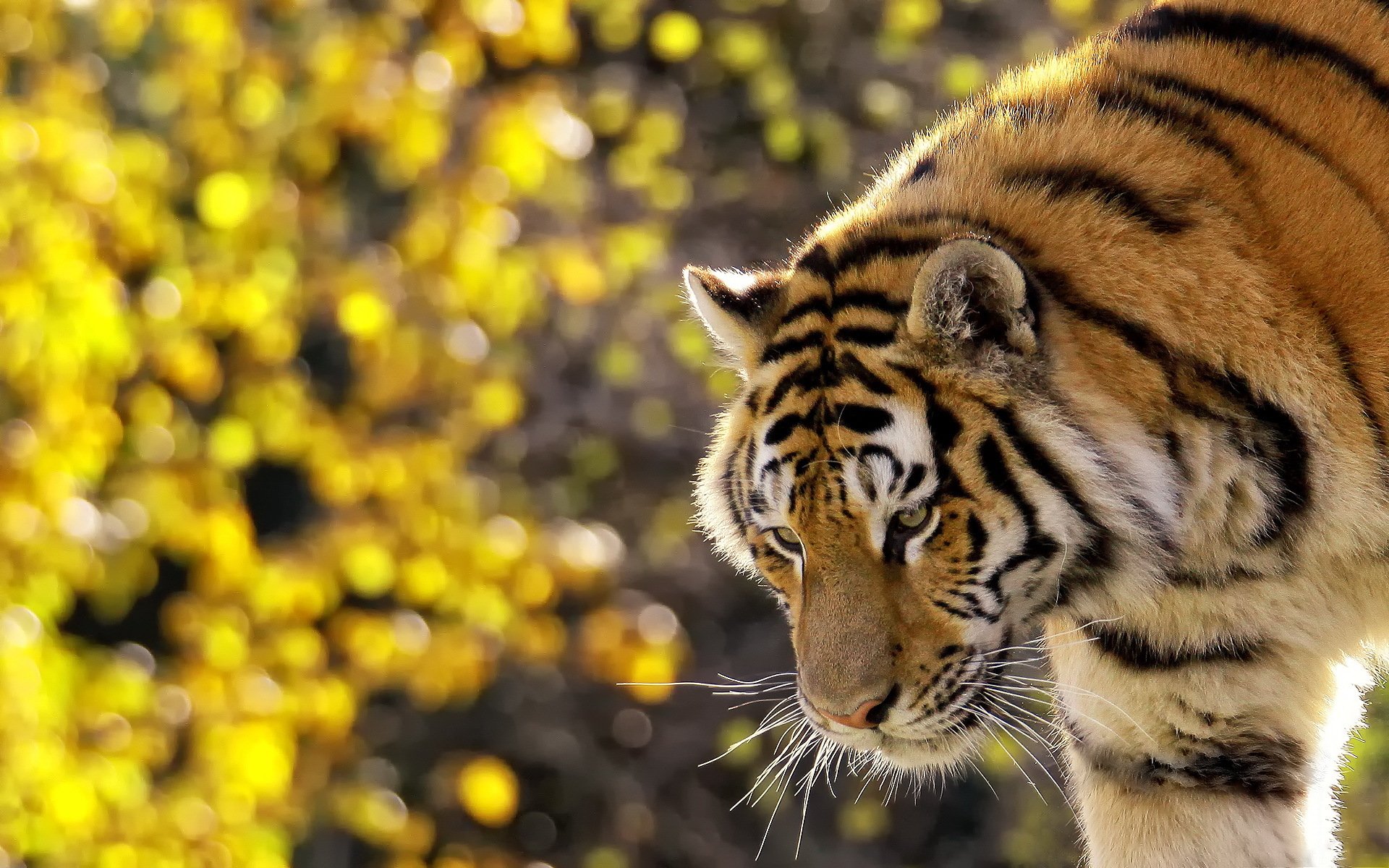 tiger gestreift schnauze schnurrbart steht schaut zu