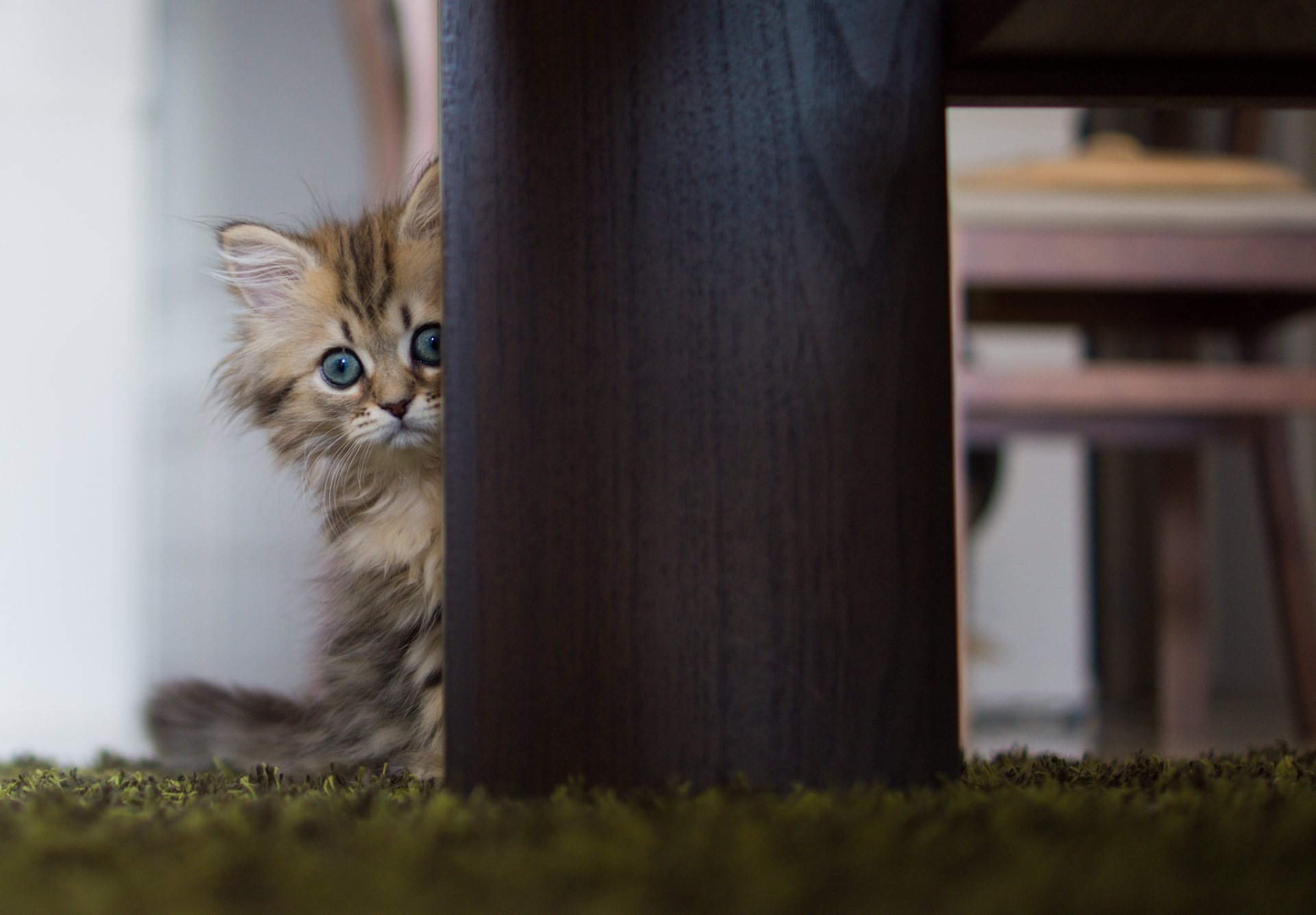 cat daisy table © ben torode