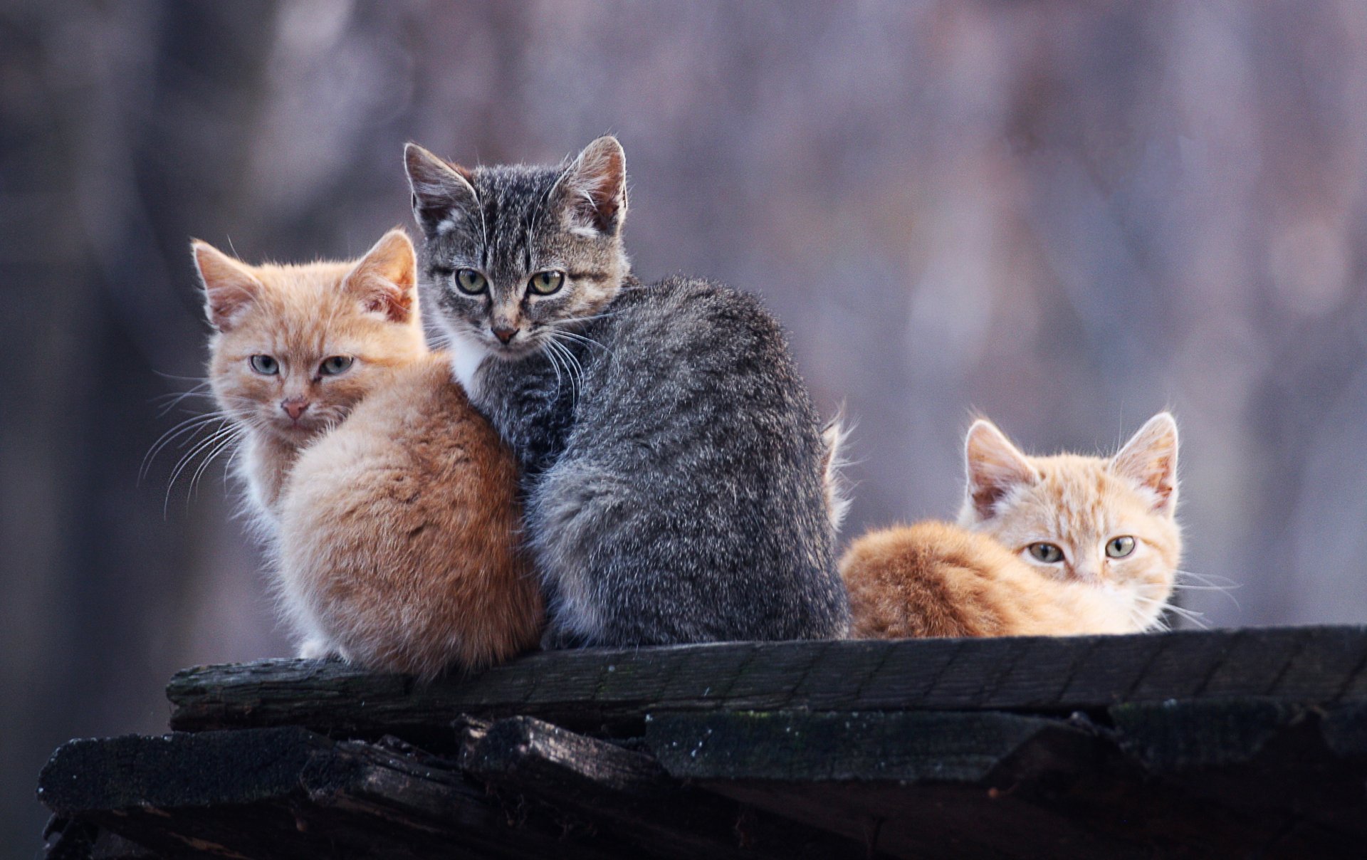 cats horses red grey