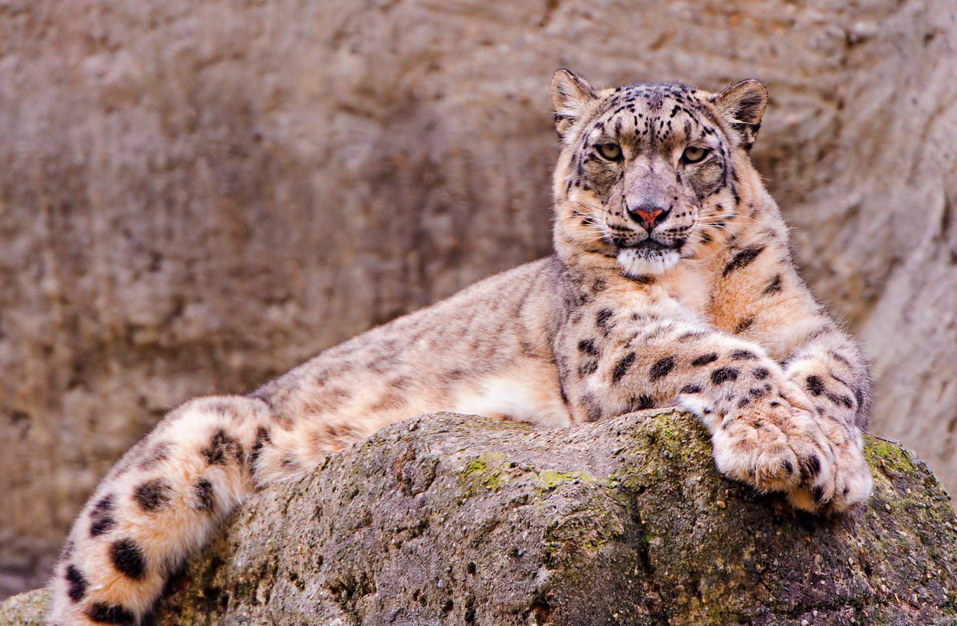 irbis leopardo delle nevi bello sguardo si trova pietra carta da parati