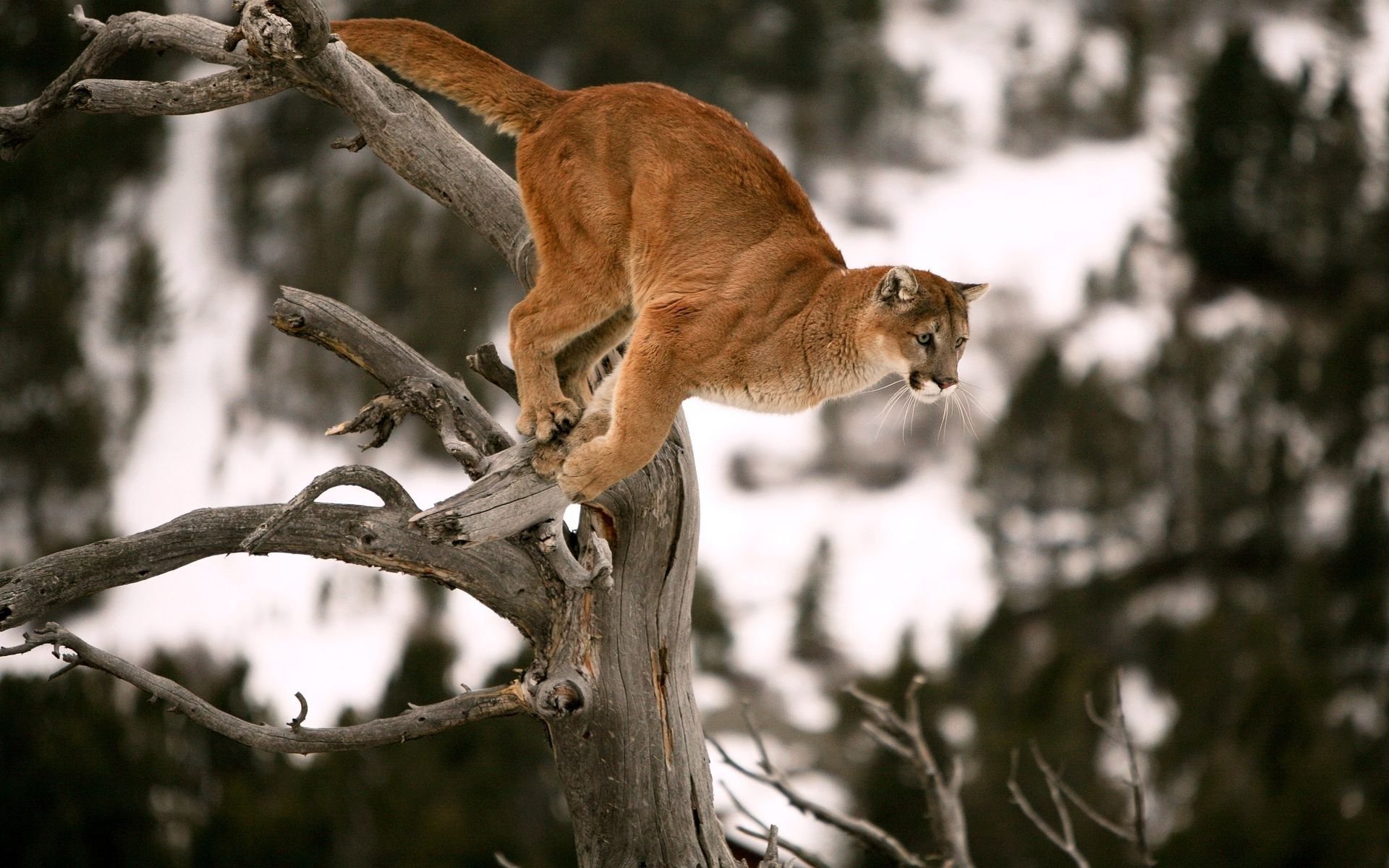 puma raubtier sprung baum