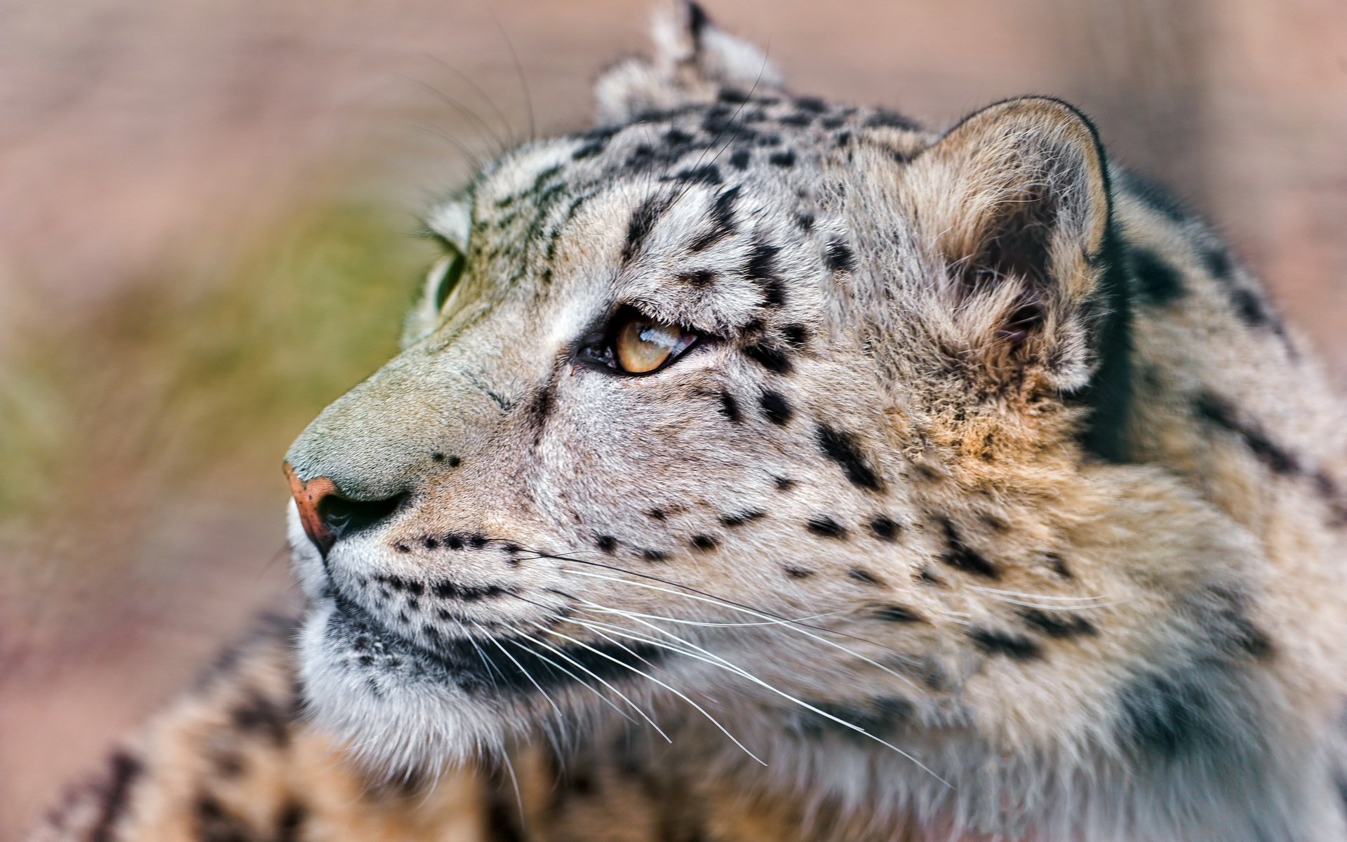 leopardo delle nevi irbis muso baffi guarda in alto