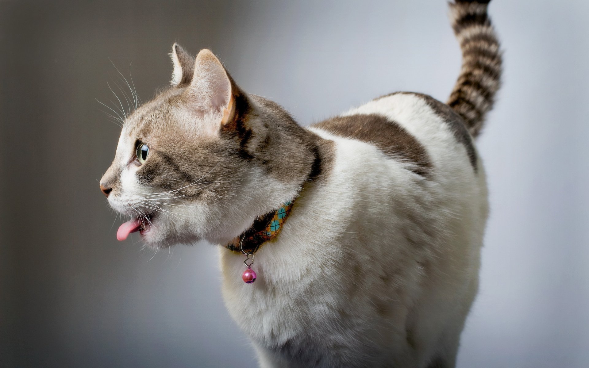 gatto casa sfondo