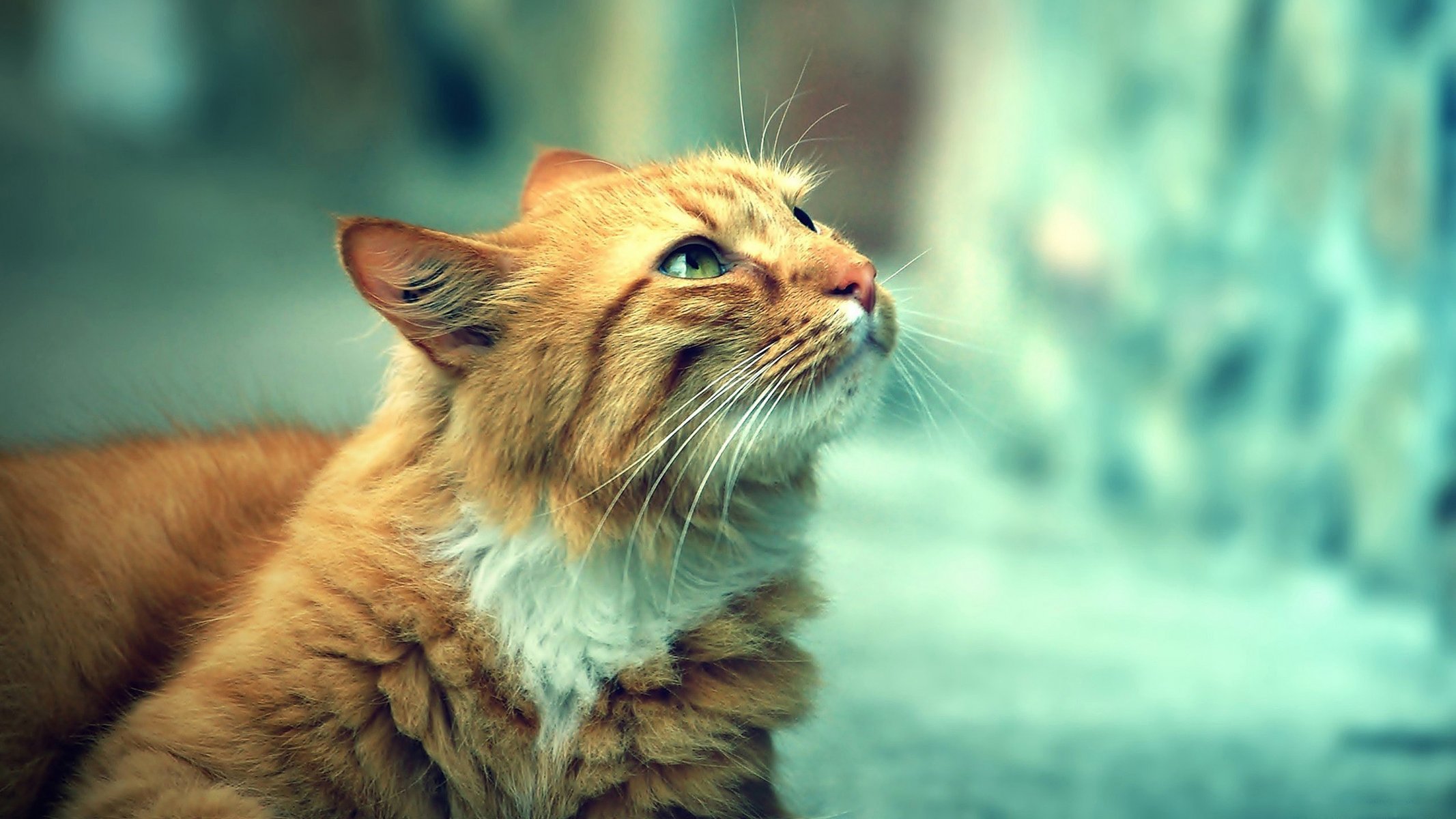 katze rot schön augen schaut zu