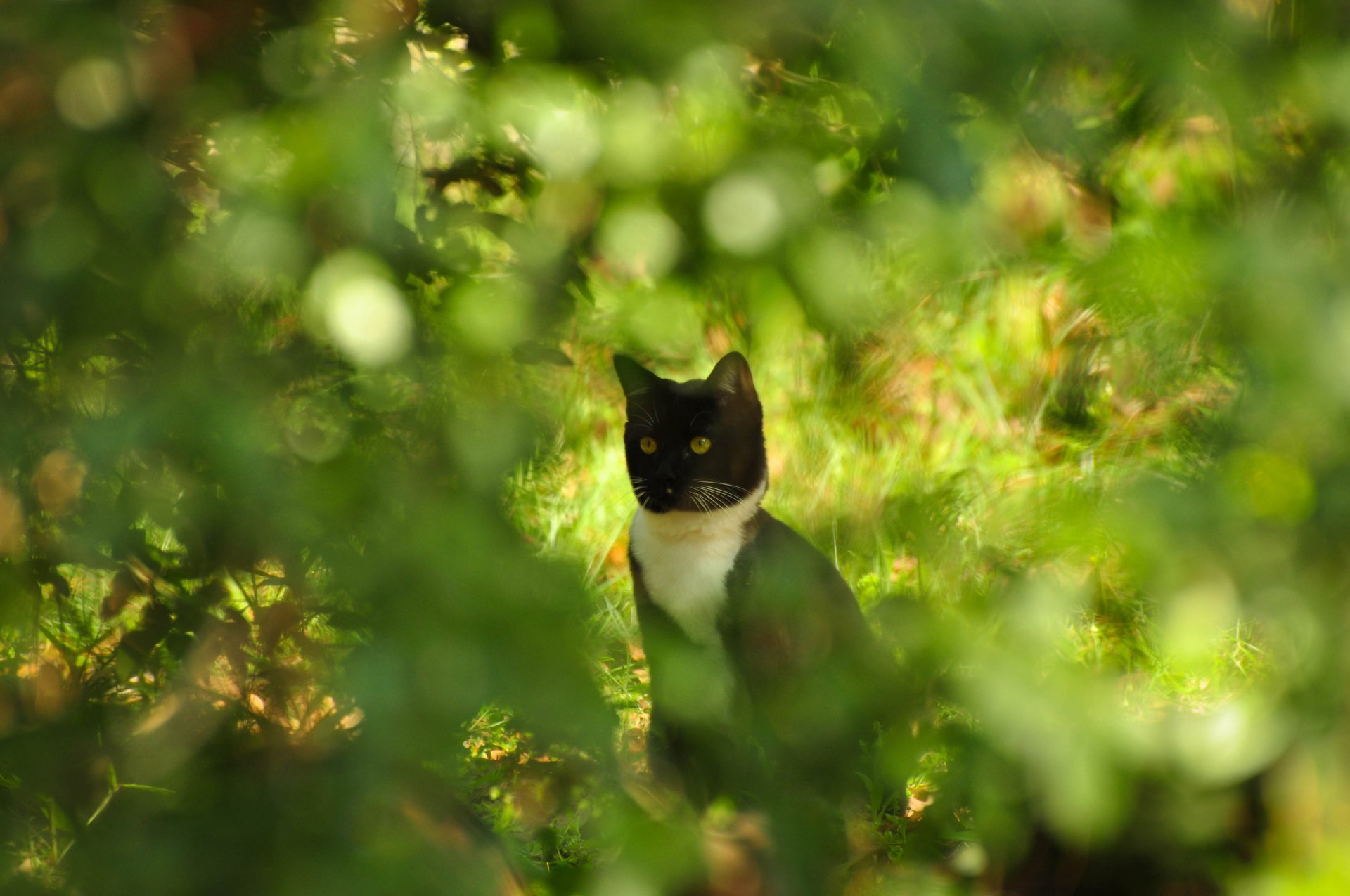 katze katze kote büsche blendung bokeh rosengewässer sommer