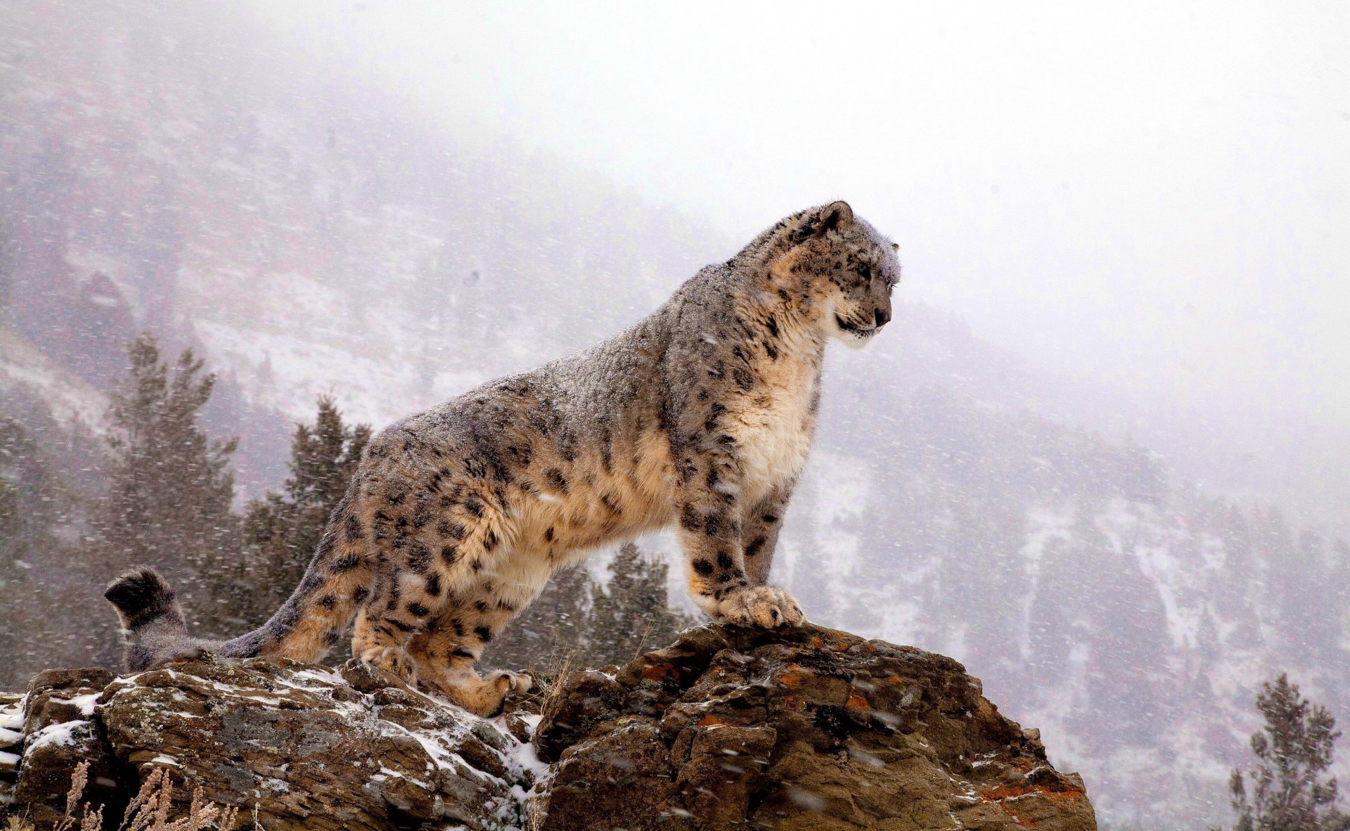 now leopard snow leopard standing looking rock mountains blizzard