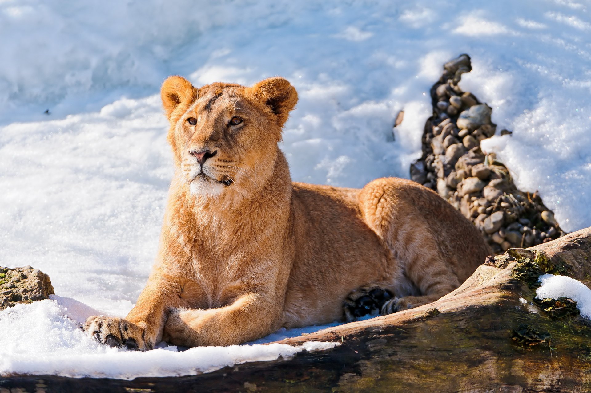 lion jeune se trouve regarde sur la neige