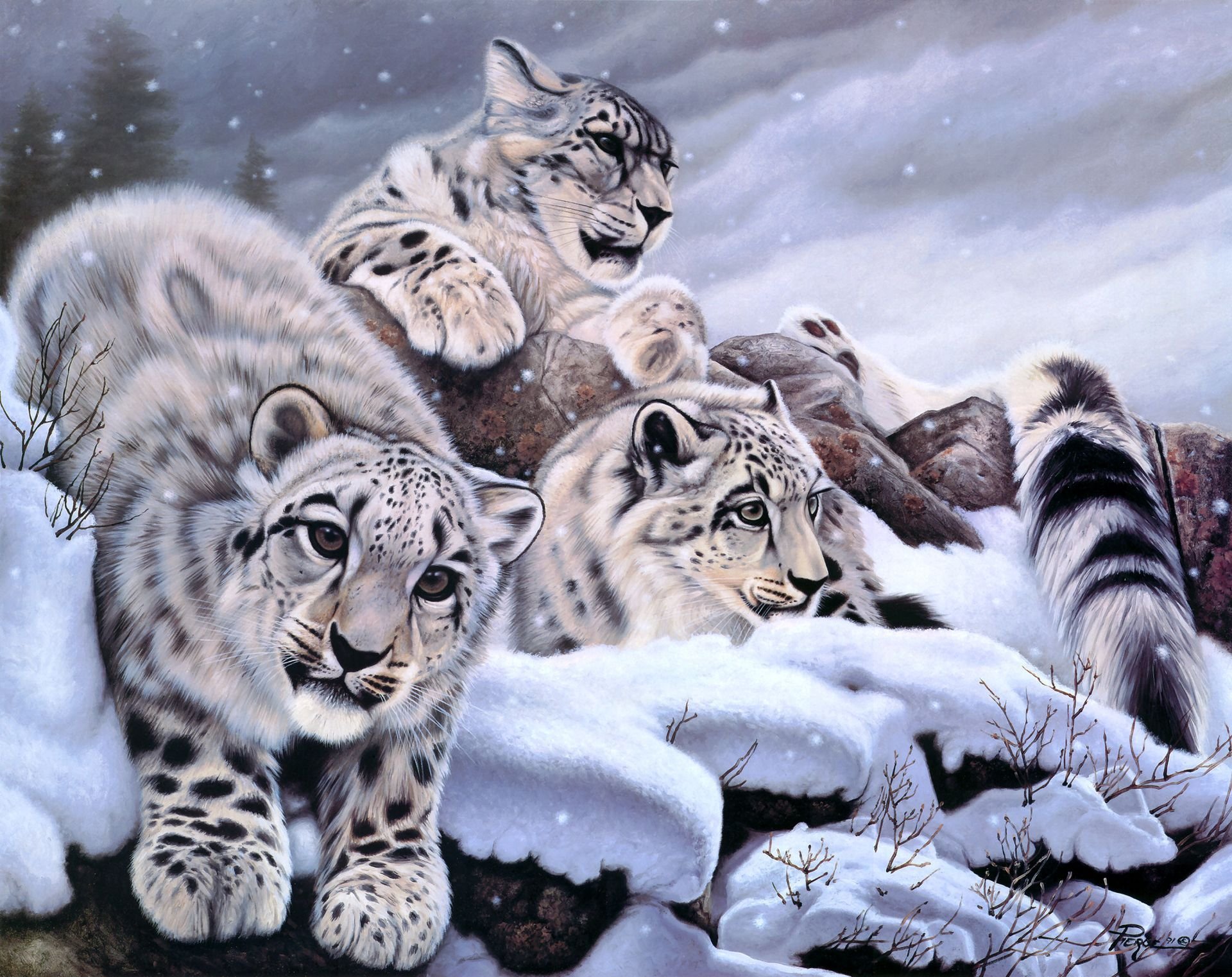 daniel renn pier snow leopard snow leopard winter snow art