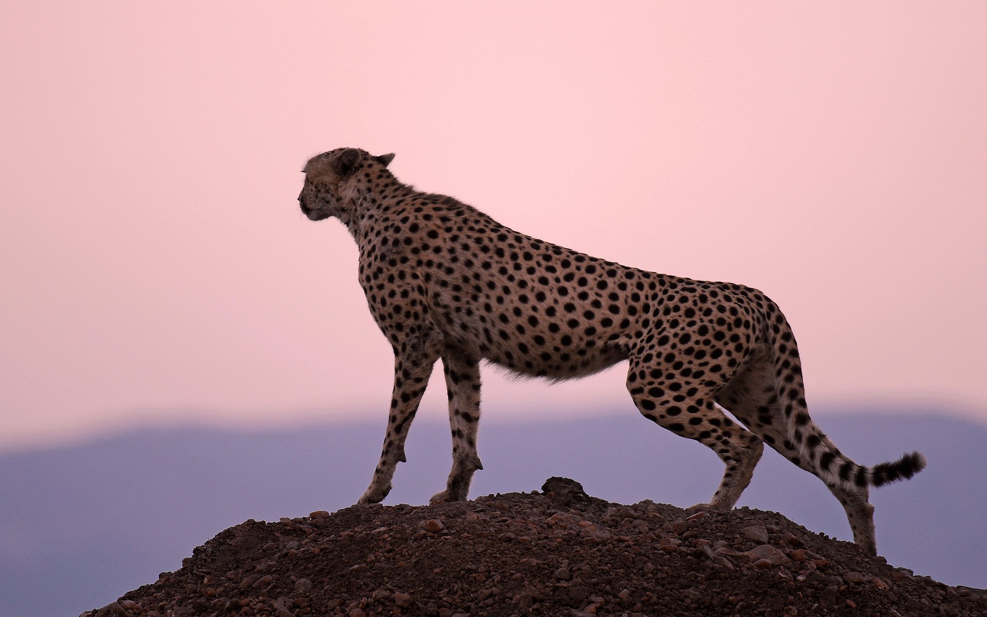 guépard coucher de soleil chasseur