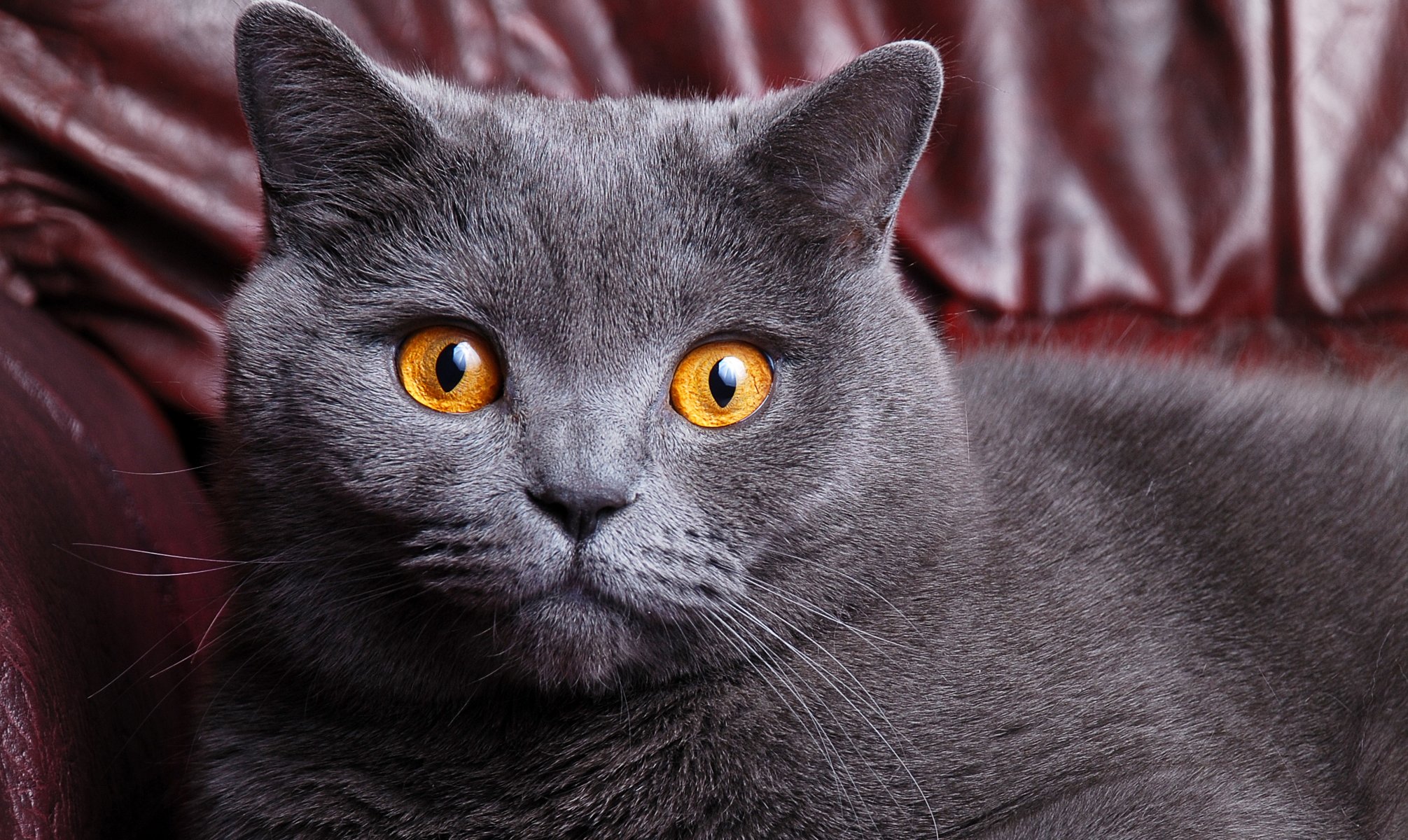 chat chat britannique cheveux courts britannique gris couleur museau yeux jaune