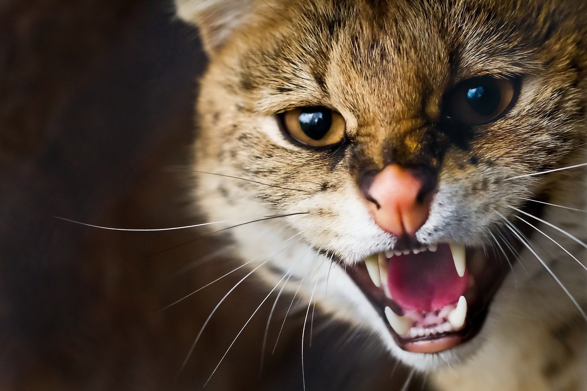 serval chat sauvage museau moustache sourire