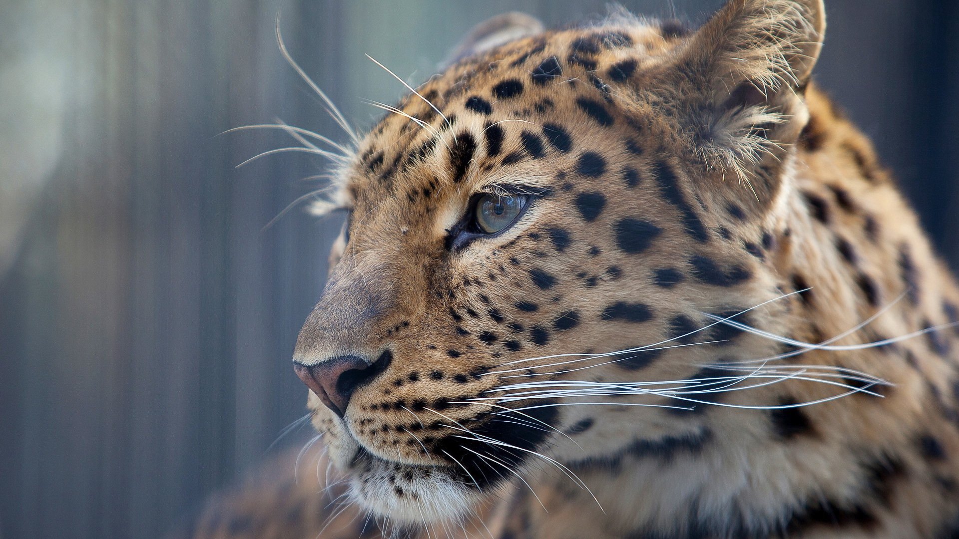 leopard schnauze blick profil schnurrbart hintergrund tapete