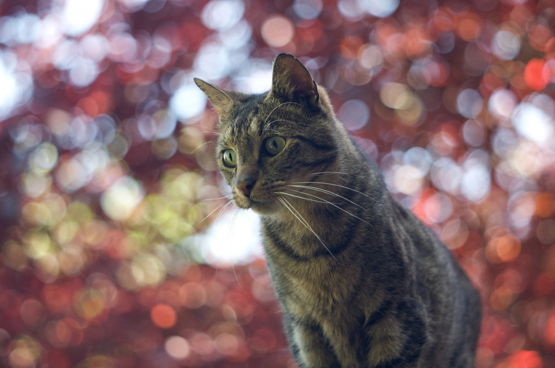 katze katze hintergrund blendung bokeh