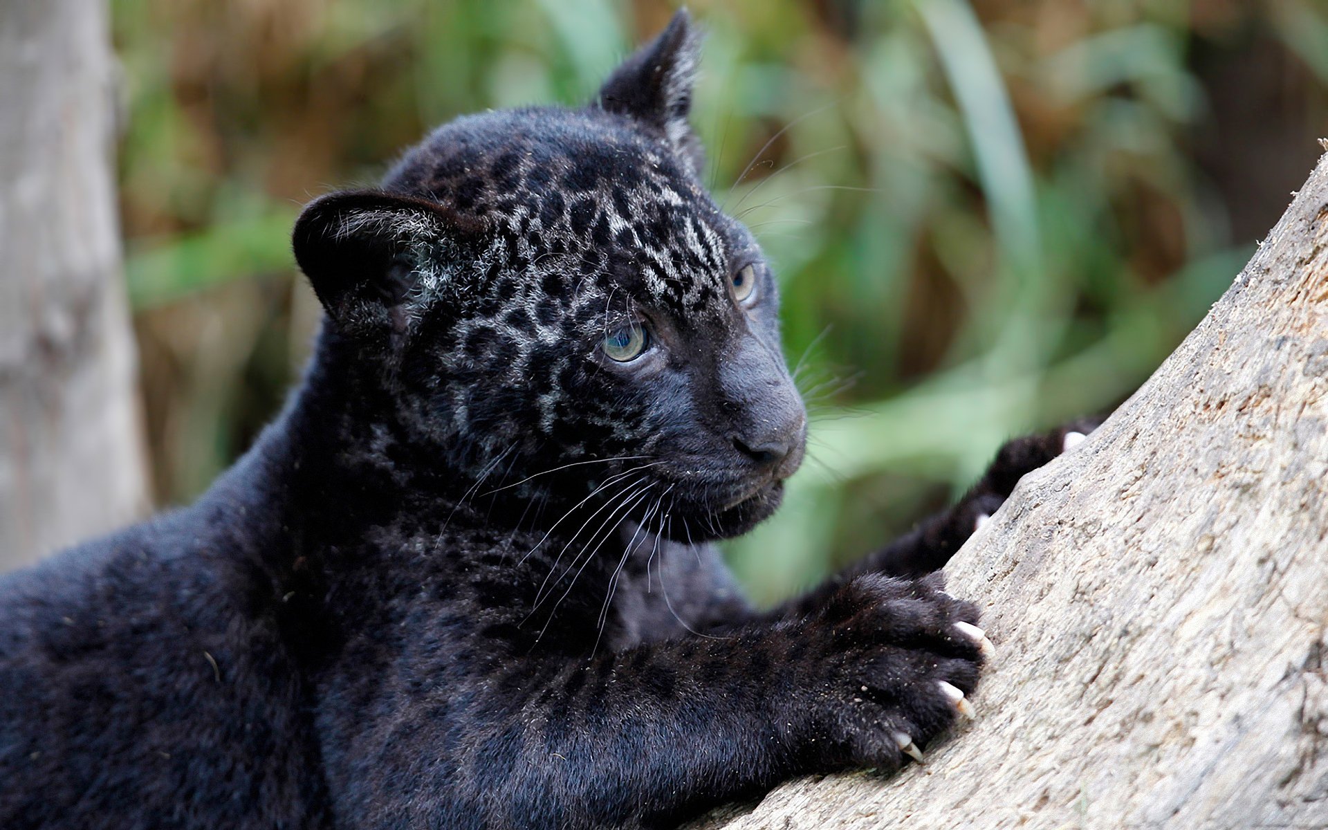 jaguar panthera onca predator baby claw