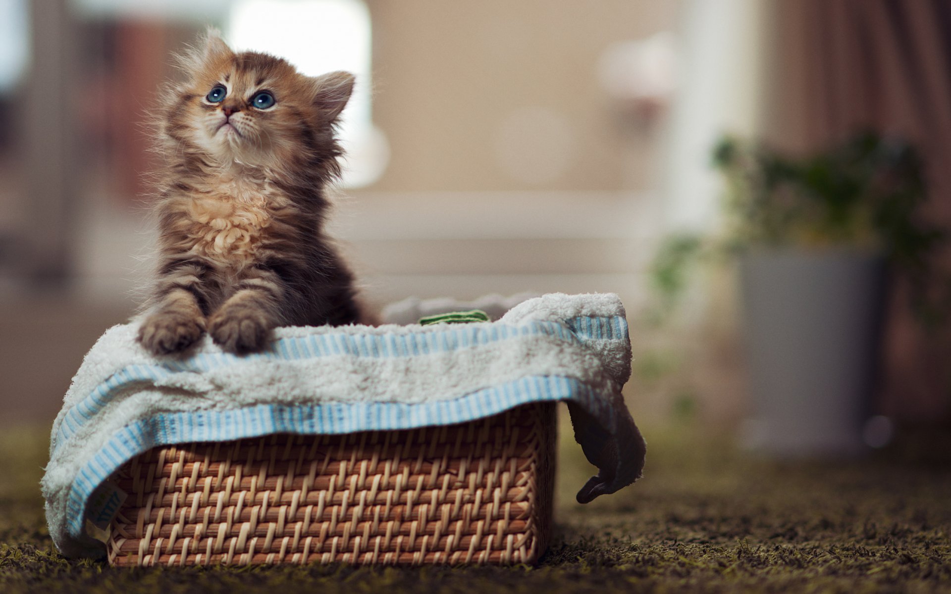 chat yeux chaton yeux bleus pattes chat