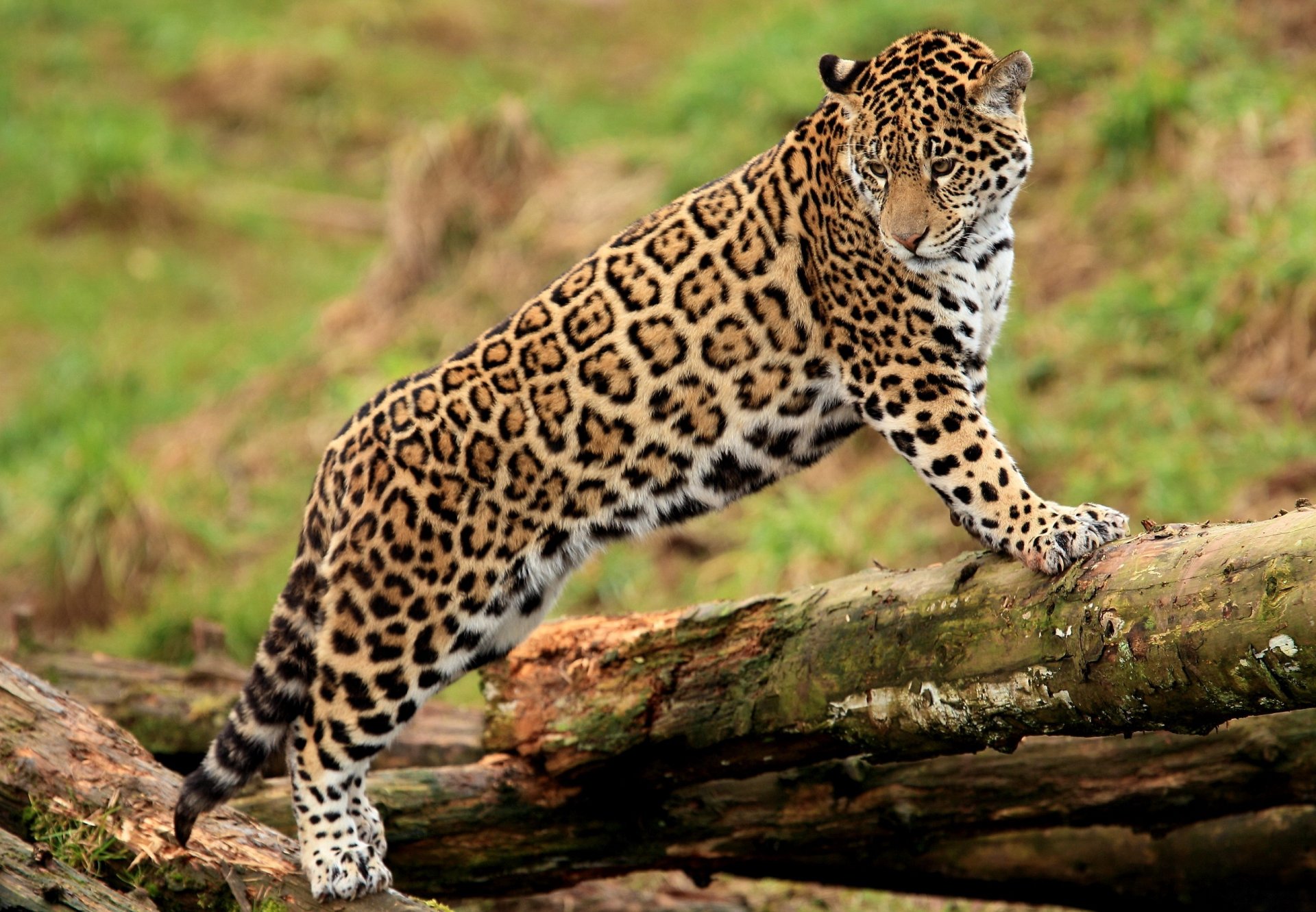 jaguar jaguar panthers onca paws young muzzle standing looking spotted cat log