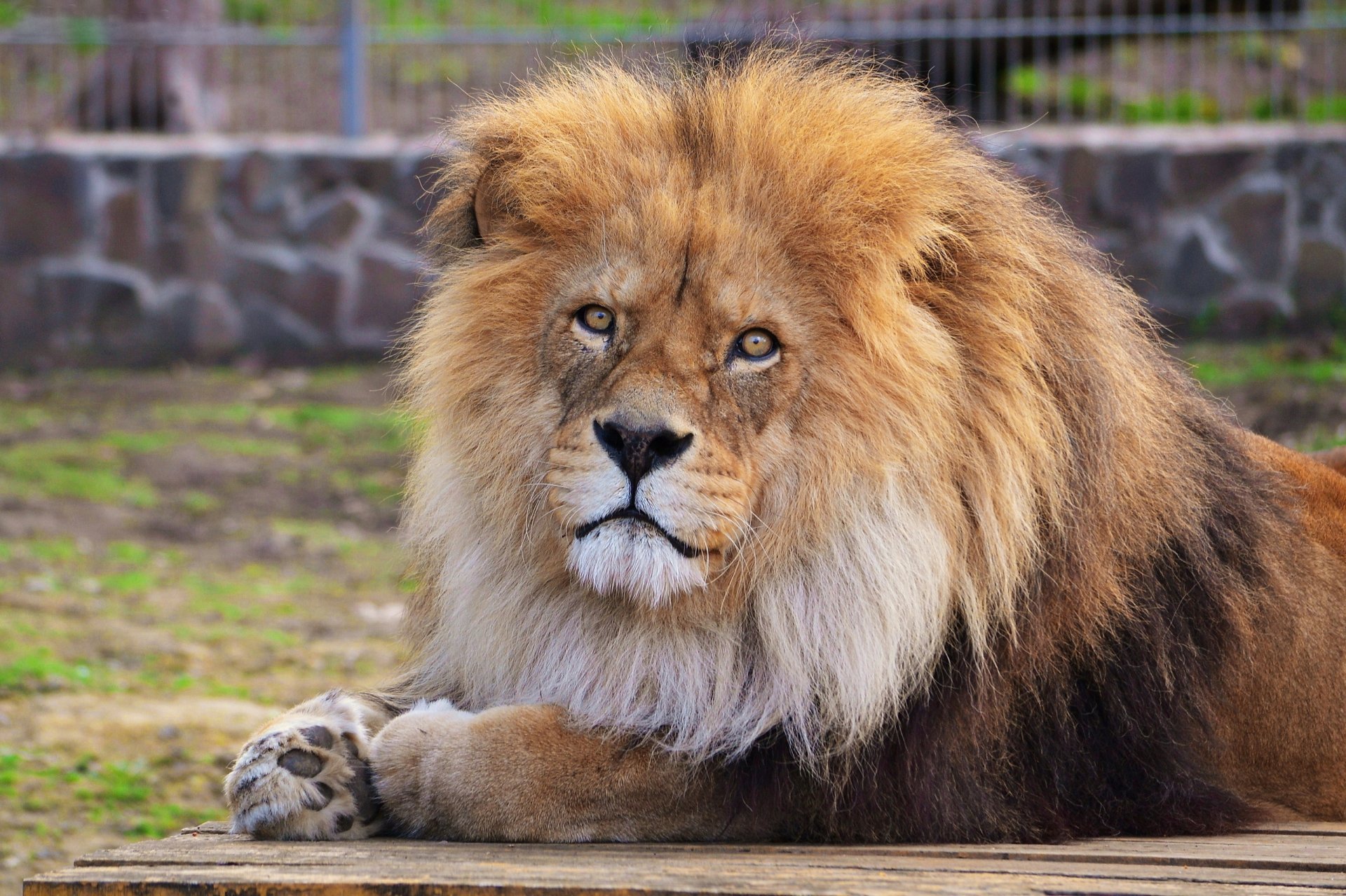 lion couché museau regard crinière