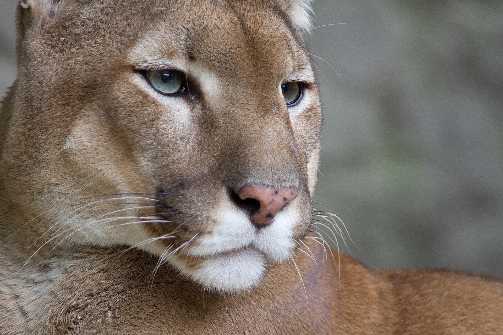 puma puma león de montaña bigote hocico mirada fondo de pantalla