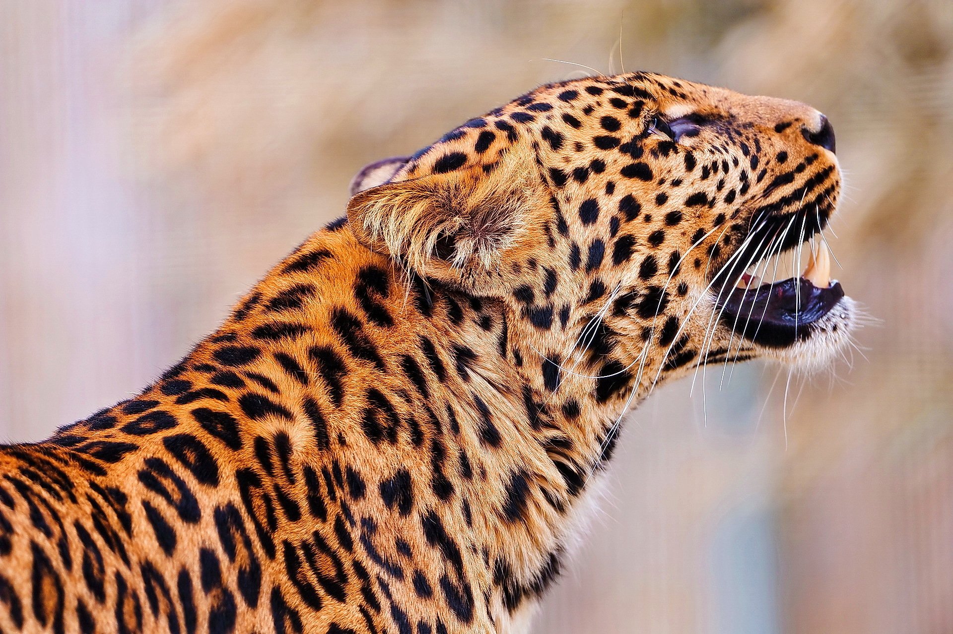 leopardo hocico manchado de pie mirando hacia arriba