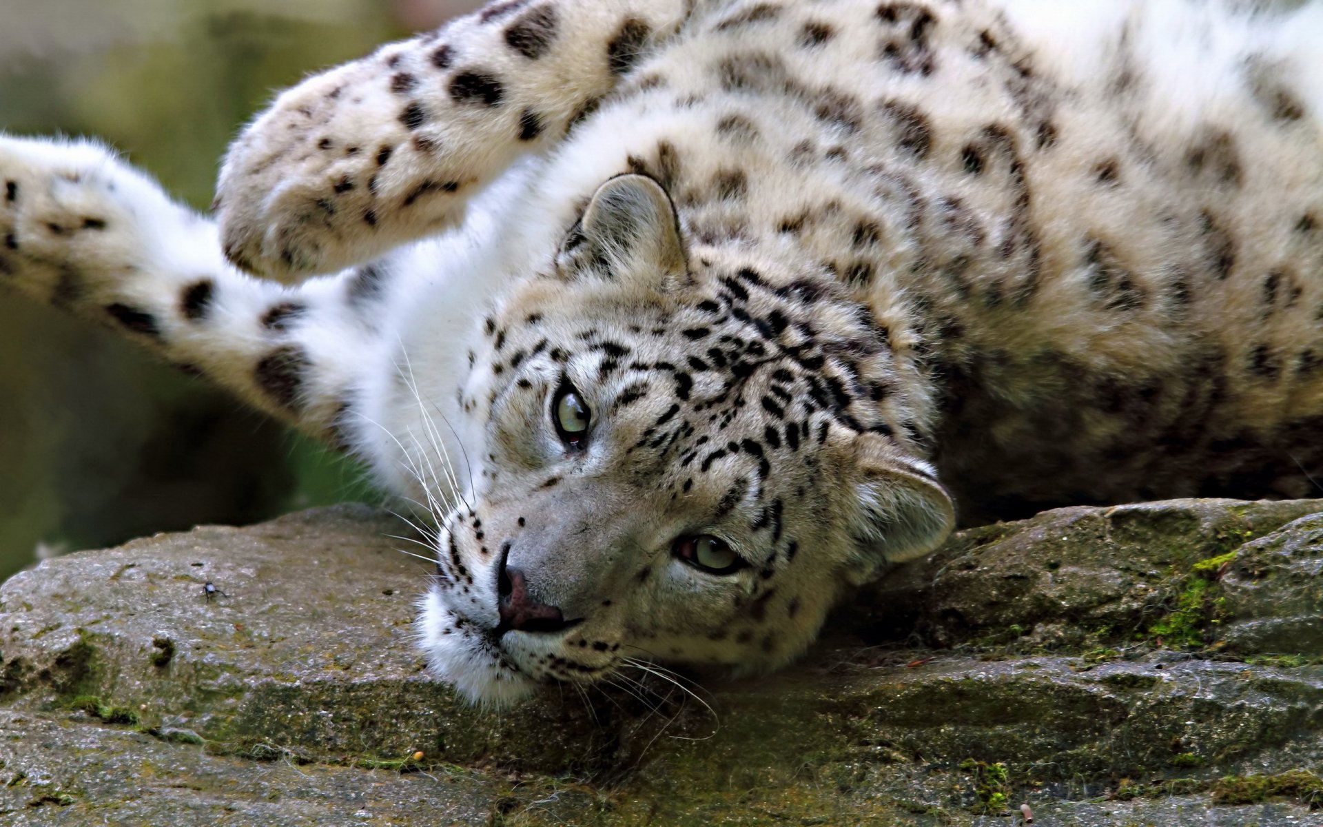 snow leopard irbis gra leży pysk spojrzenie kamień