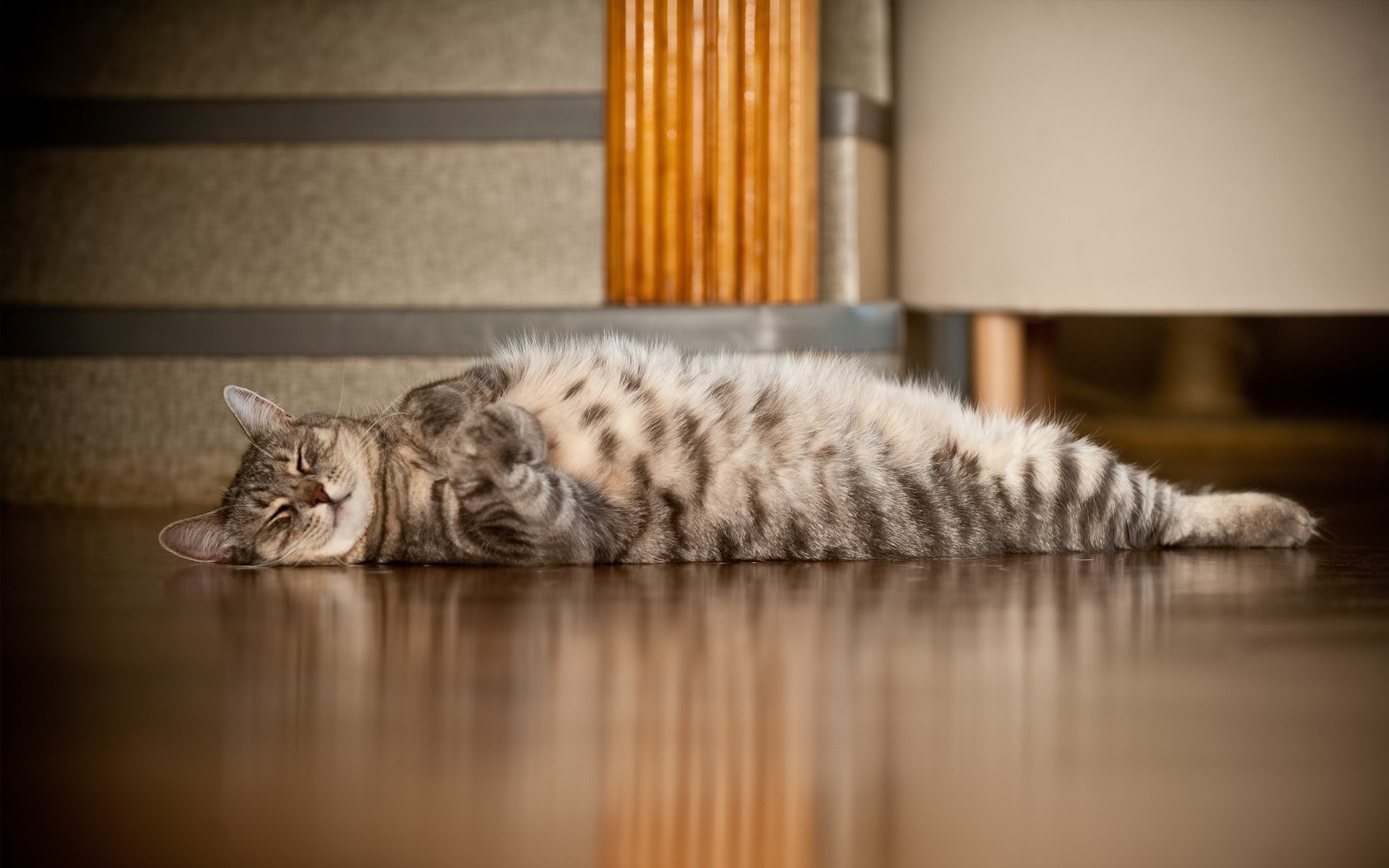 chat se trouve plancher pattes sommeil