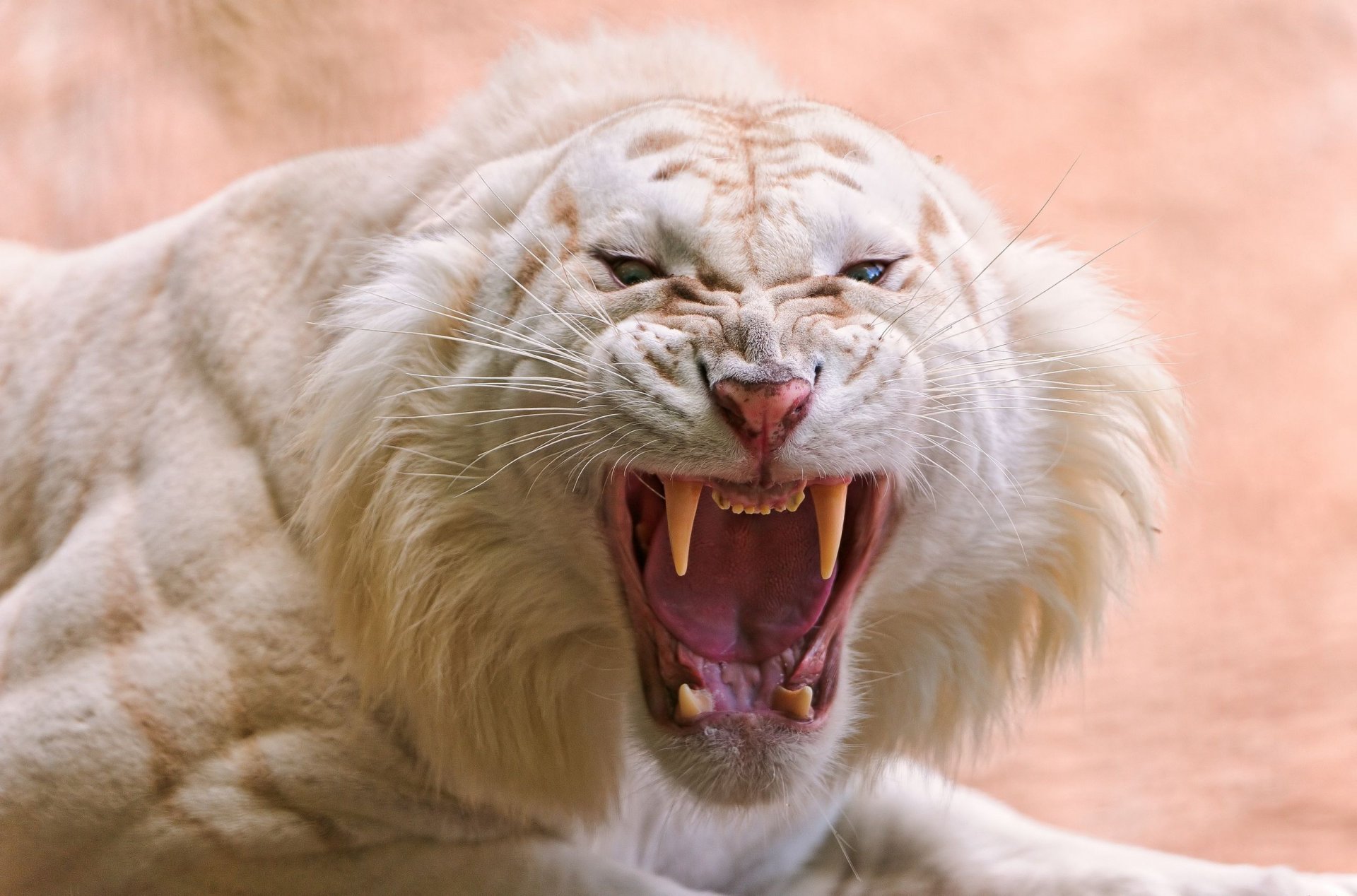 white tiger fall fang