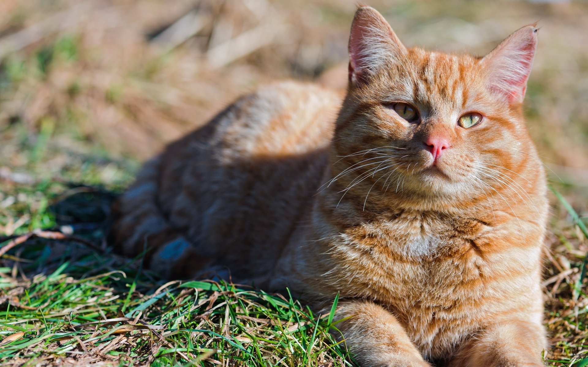 chat été nature