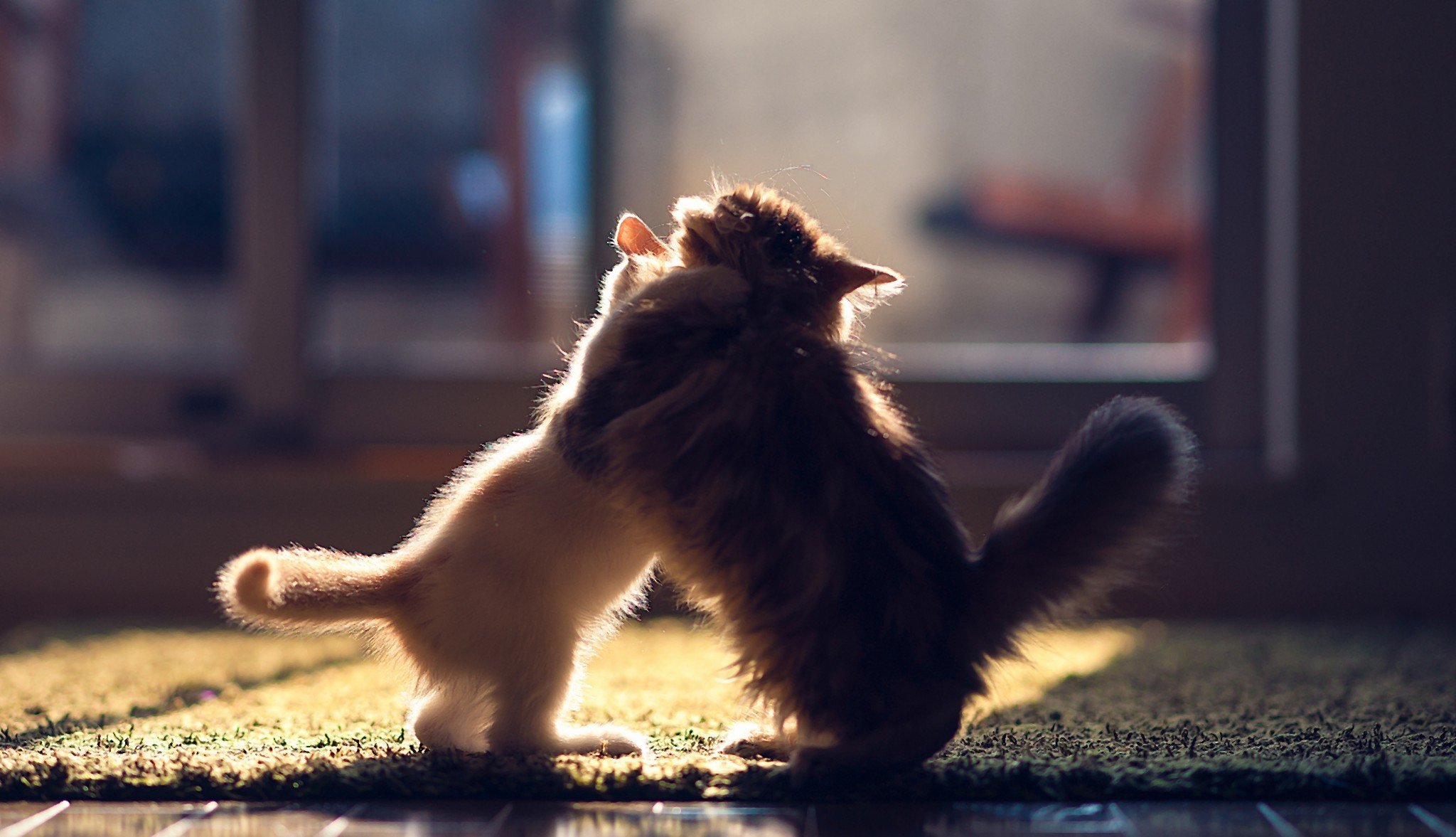 chatons chaton chats couple hannah camomille ben torod lutte sol parquet tapis rayons du soleil