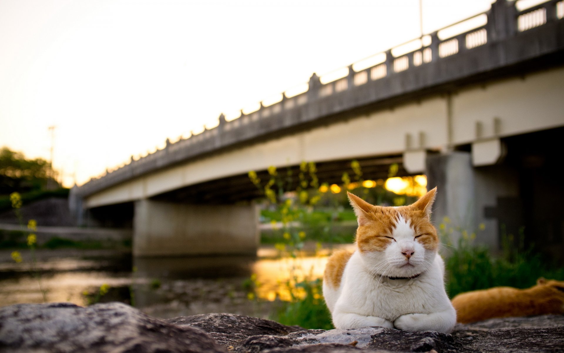 chat pont coucher de soleil