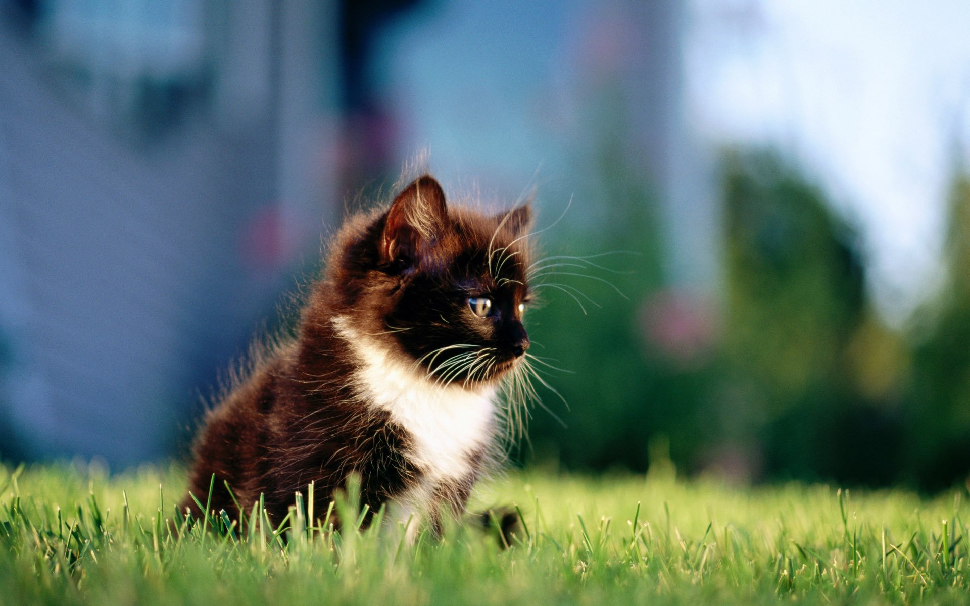 gatto gatto gattino nero erba città