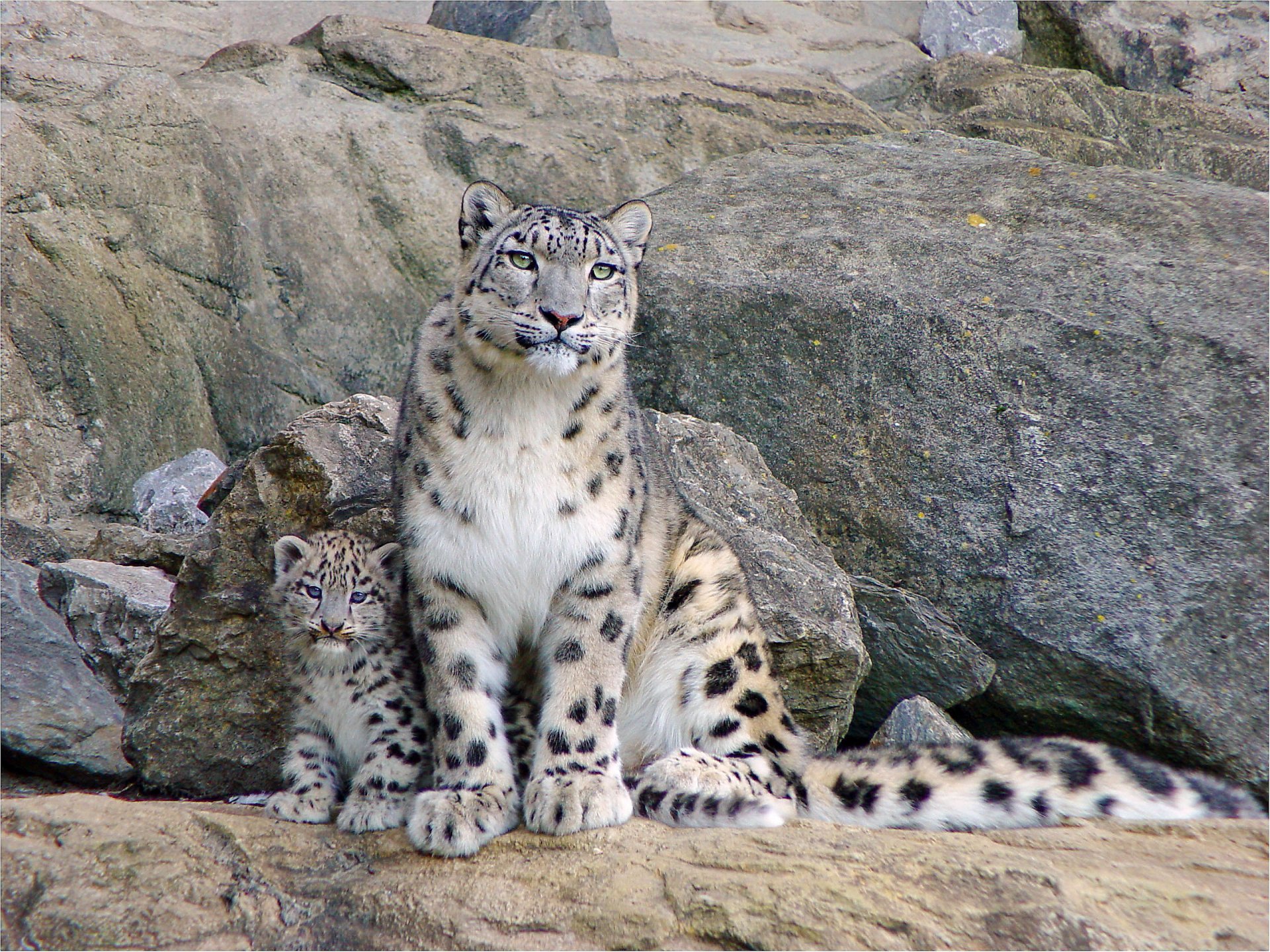 leopardo de las nieves irbis sentado mirando mamá roca