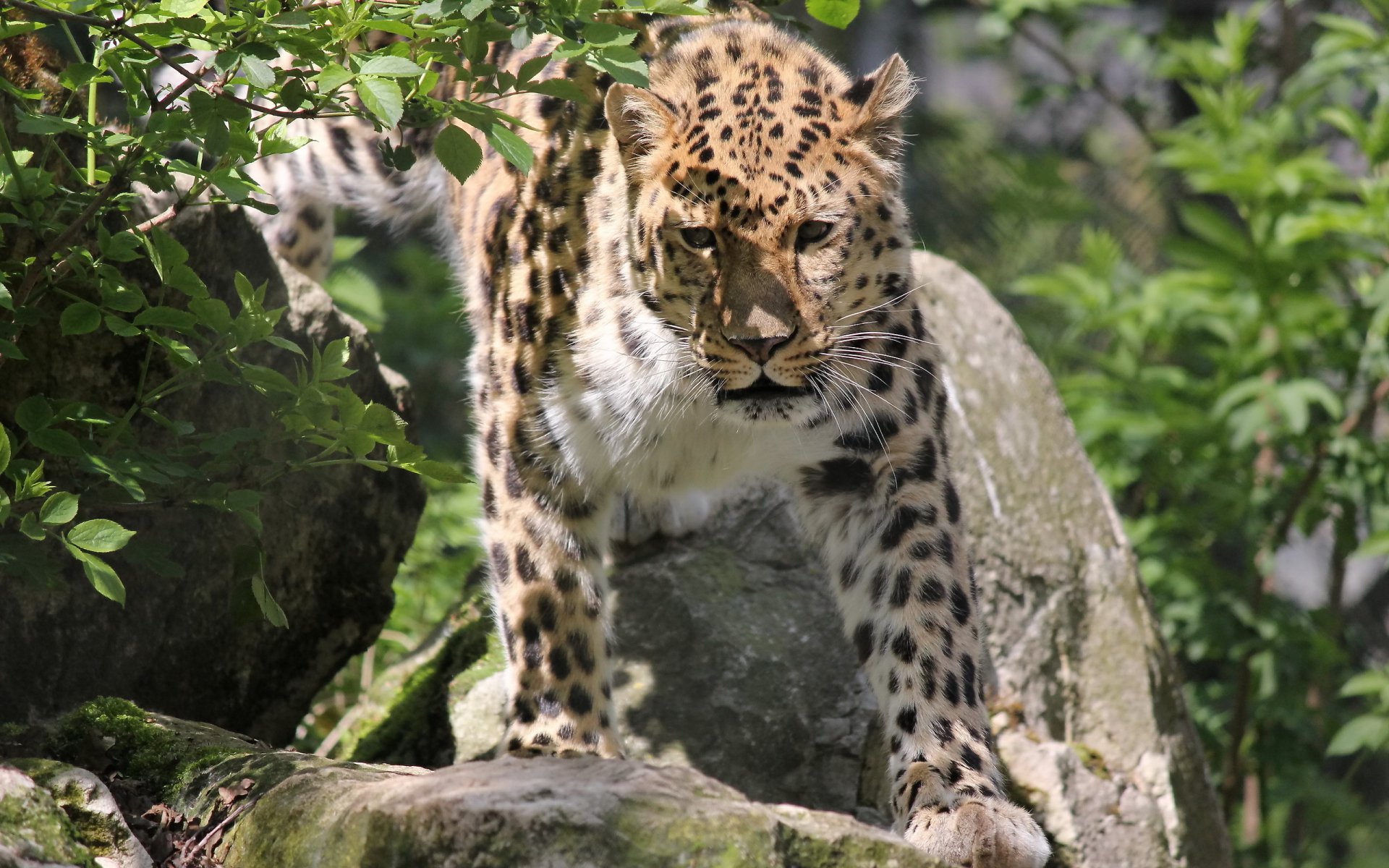 leopard fernöstlich pardus orientalischer panther schnauze schnurrbart strauch steine gefleckte katze