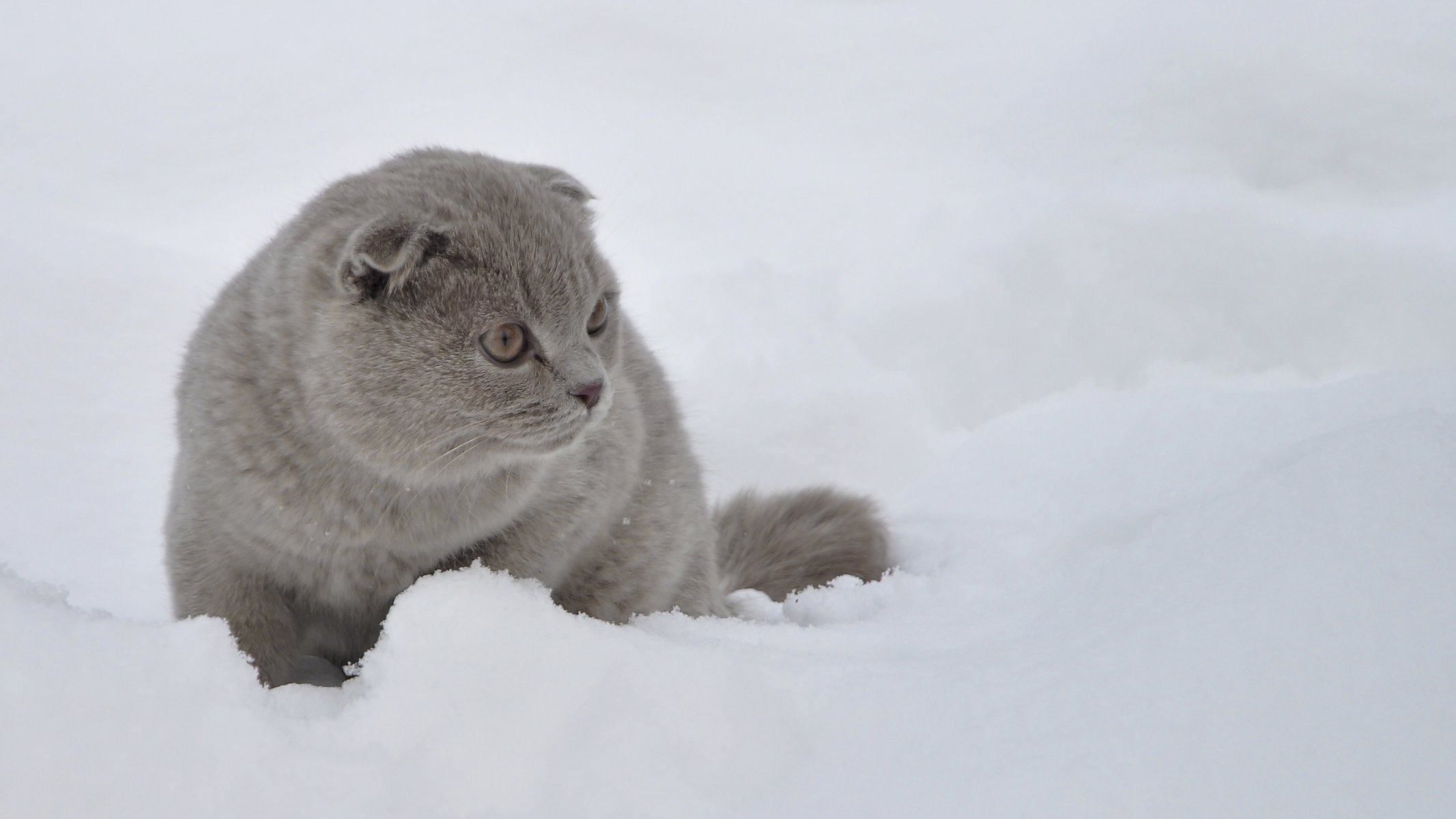 кот шотландский вислоухий