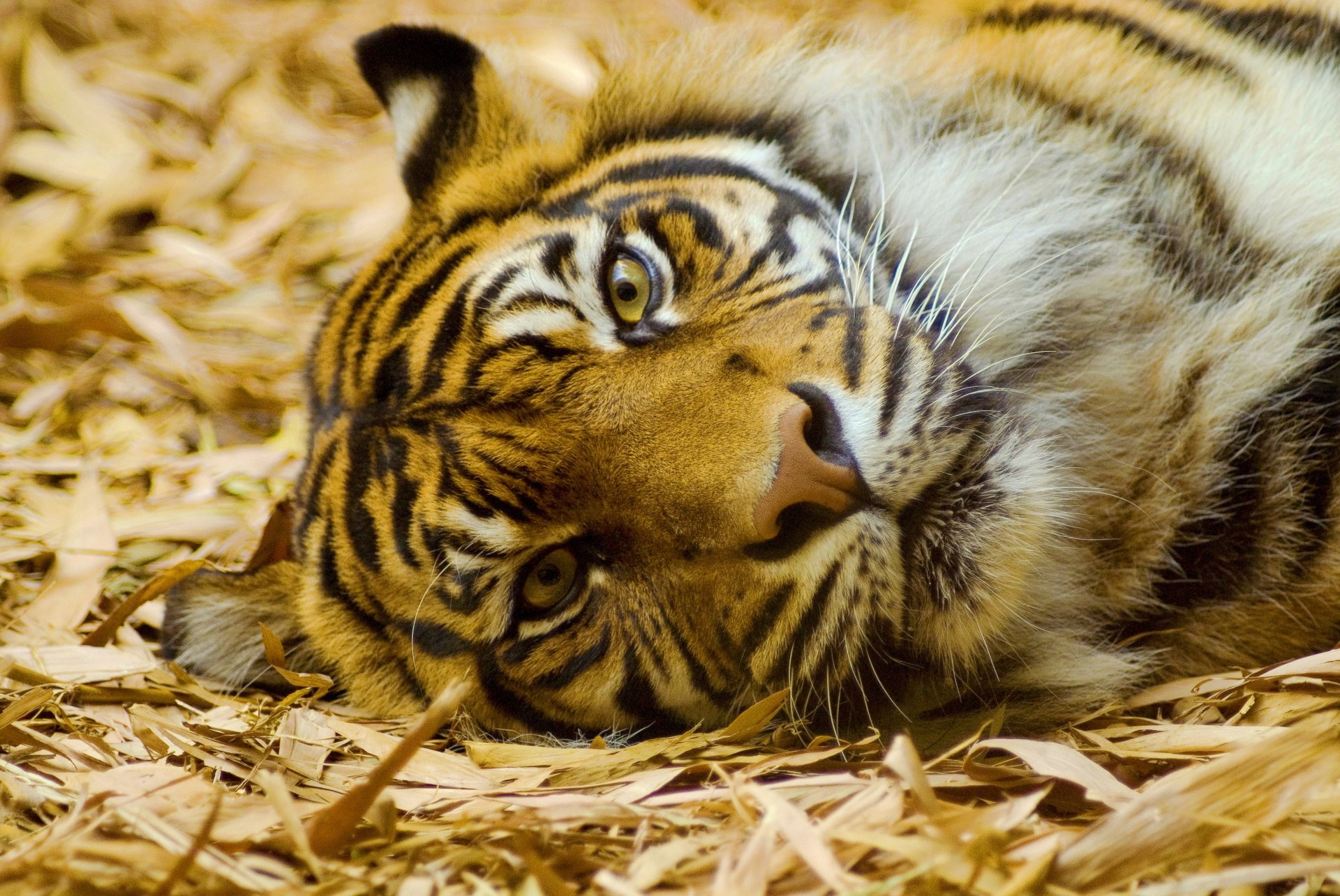 tiger liegt schaut schnauze schnurrbart blick