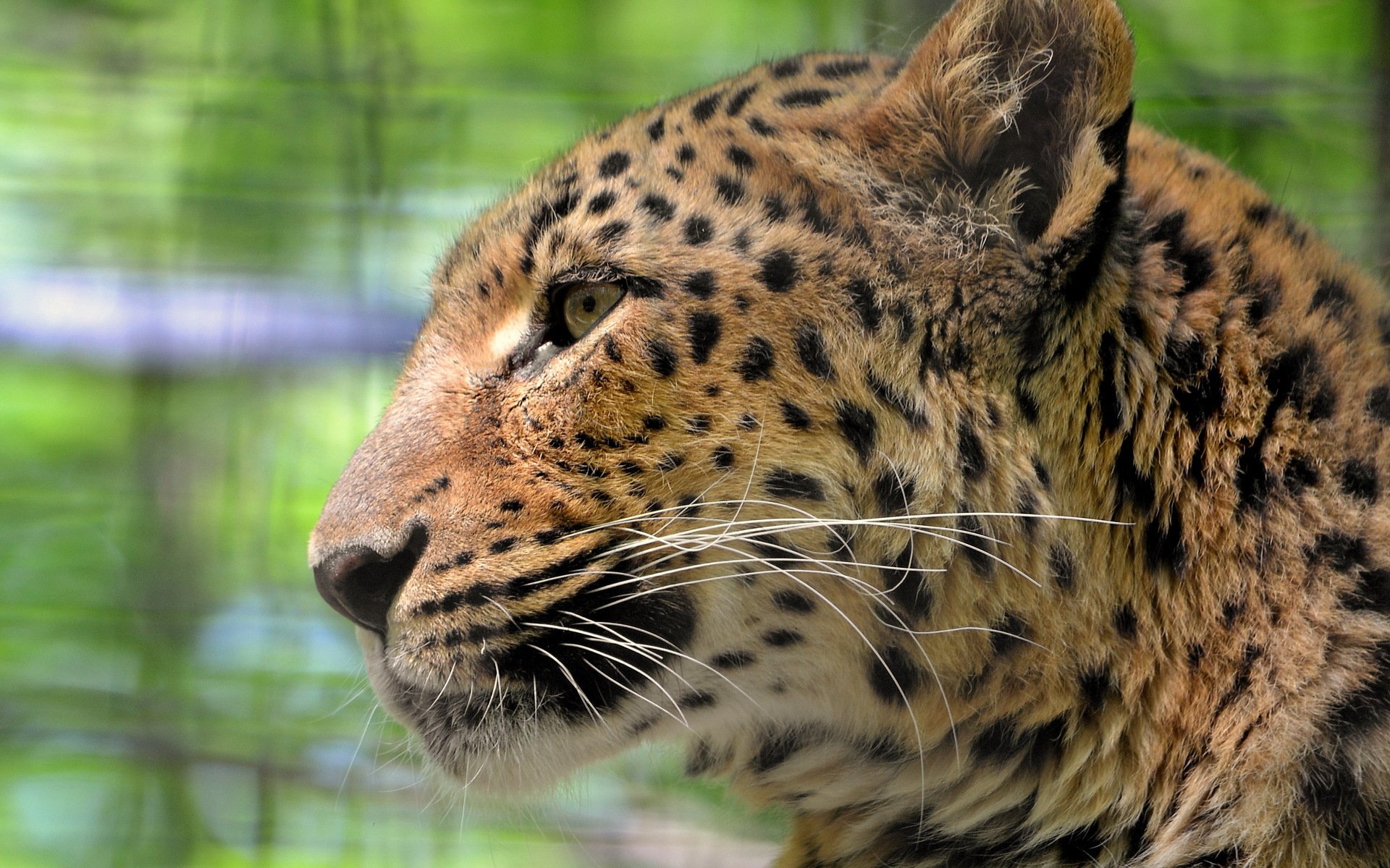 lampart pantery pardus pysk spojrzenie wąsy smutny duży cętkowany kot