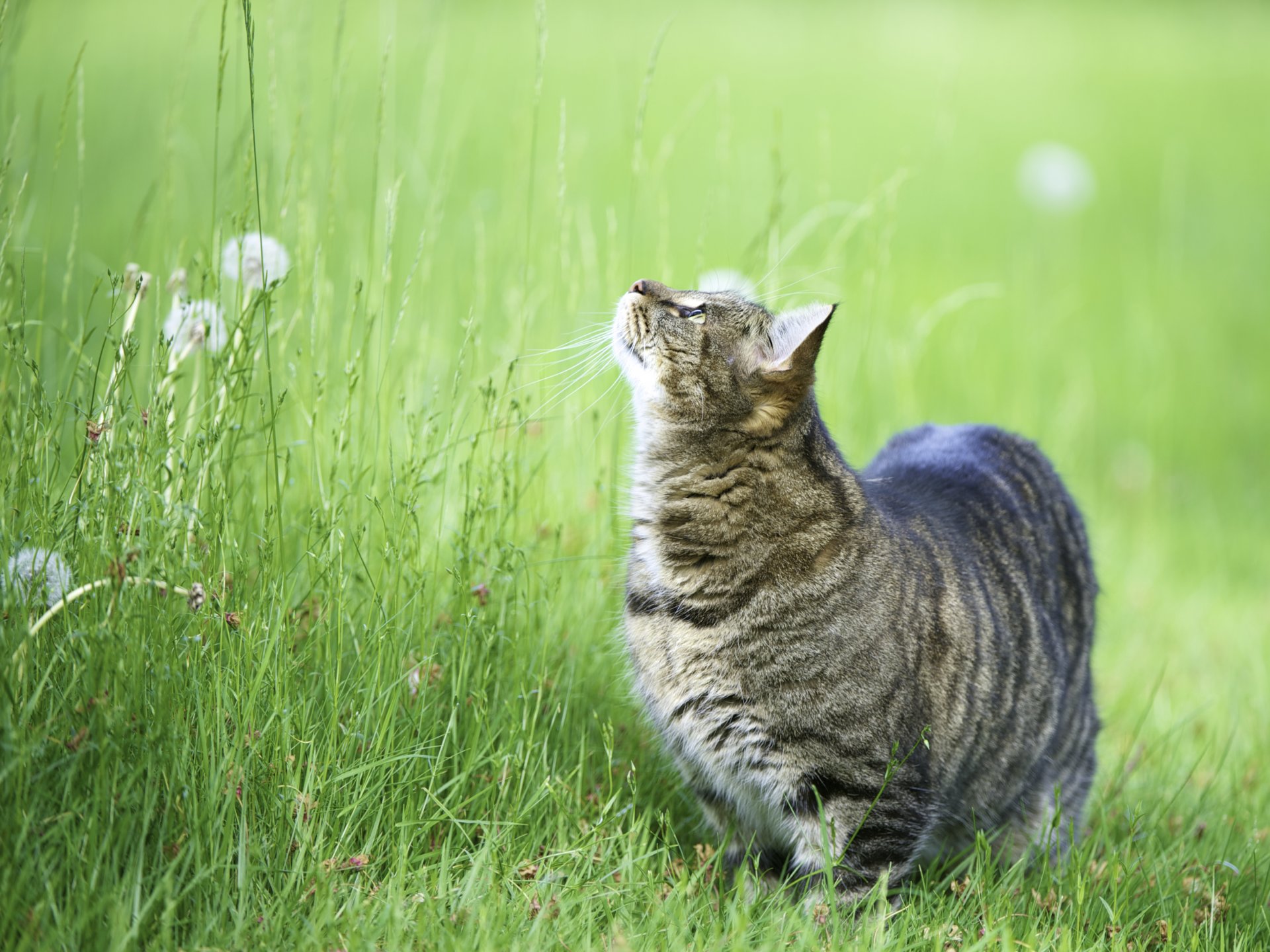 katze katze katze kote schaut auf oben gras