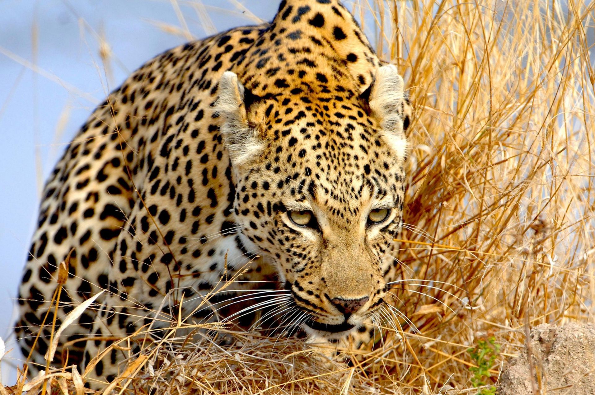 leopardo hierba mirada furtivamente