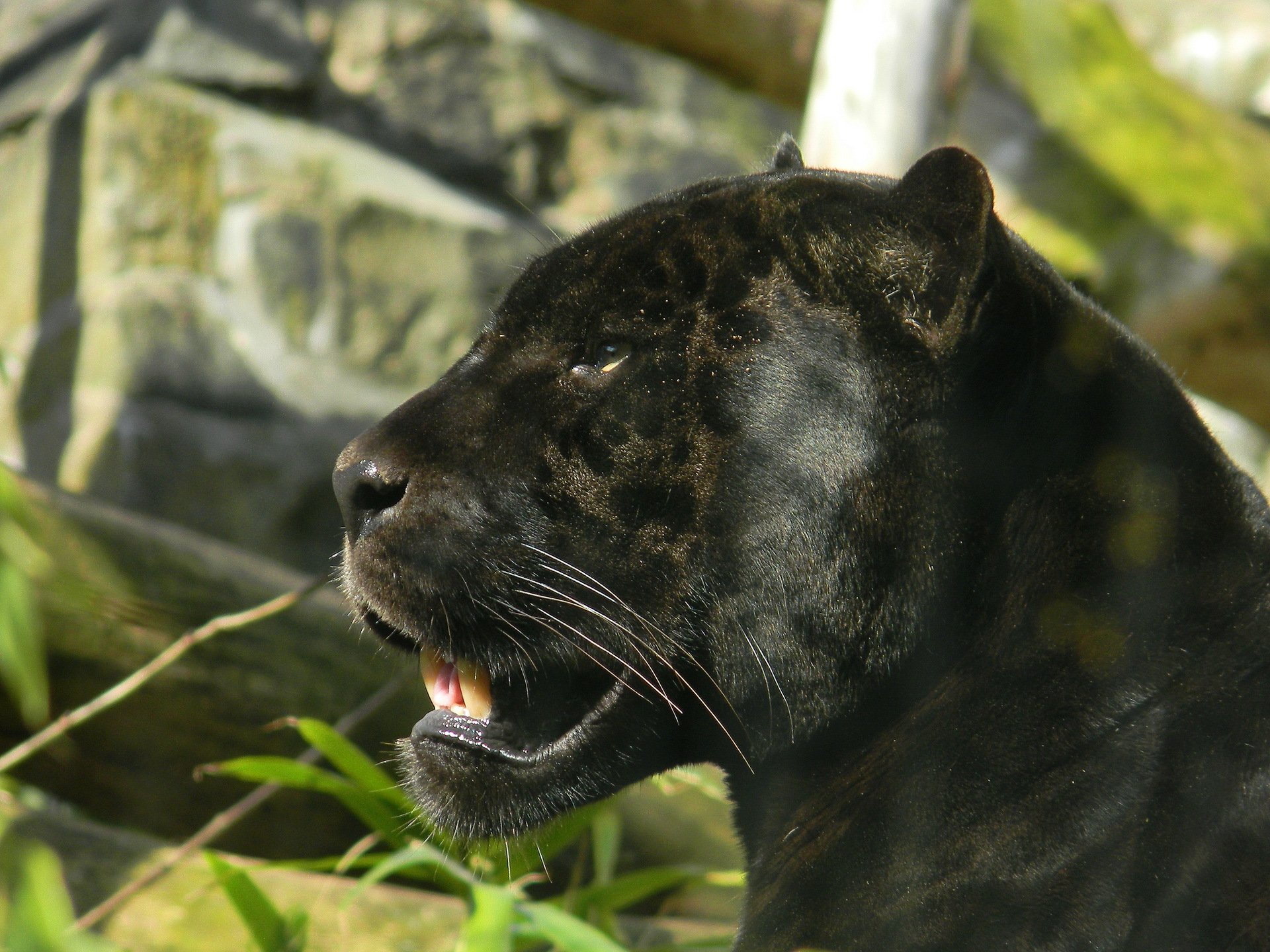 jaguar panther face section view predator