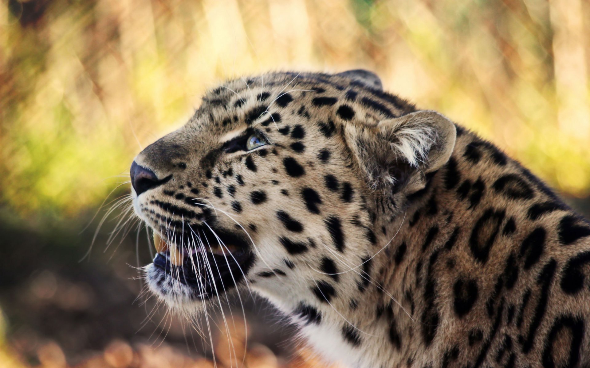 leopardo sguardo predatore muso baffi