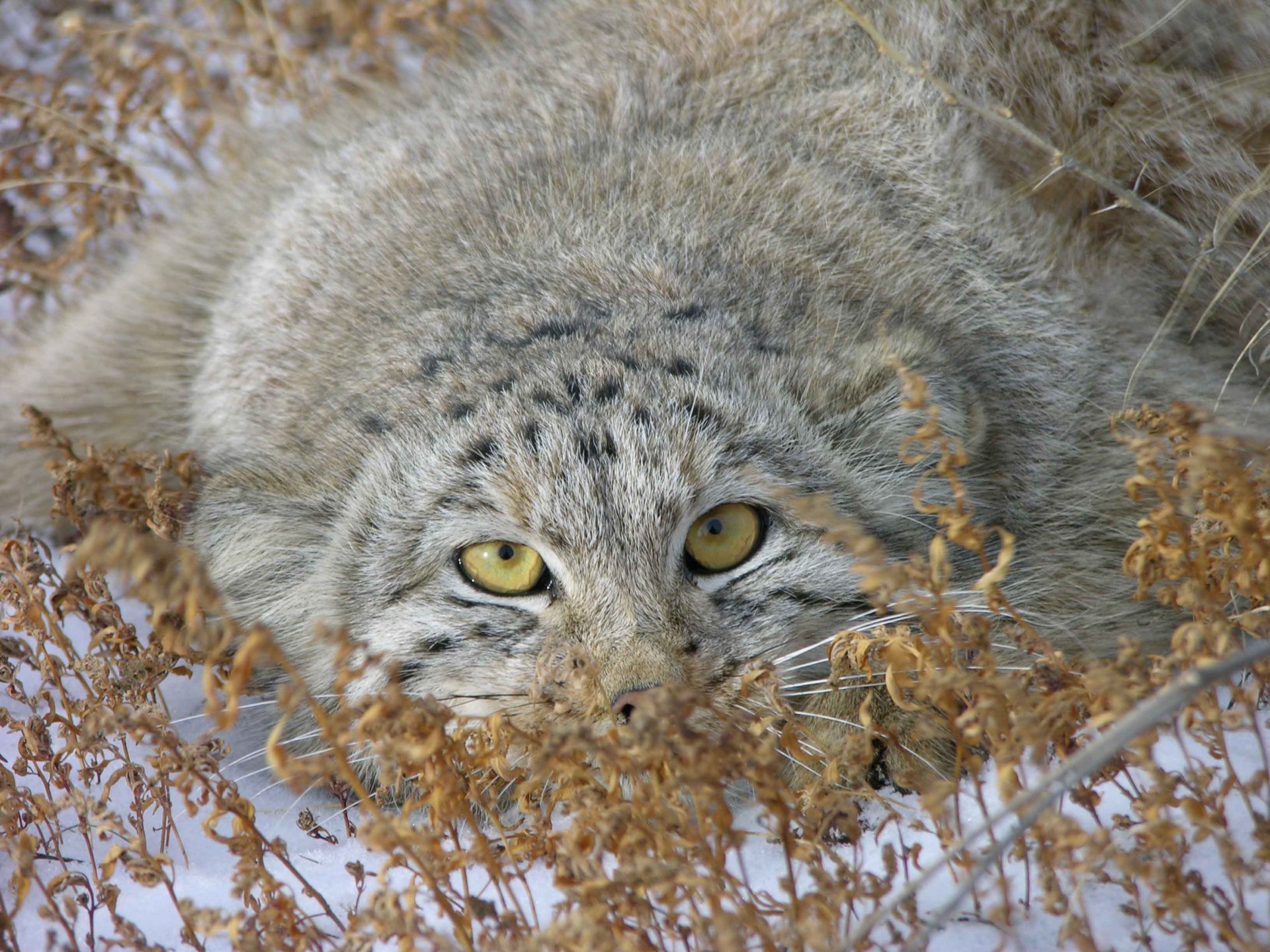 manul foto śnieg