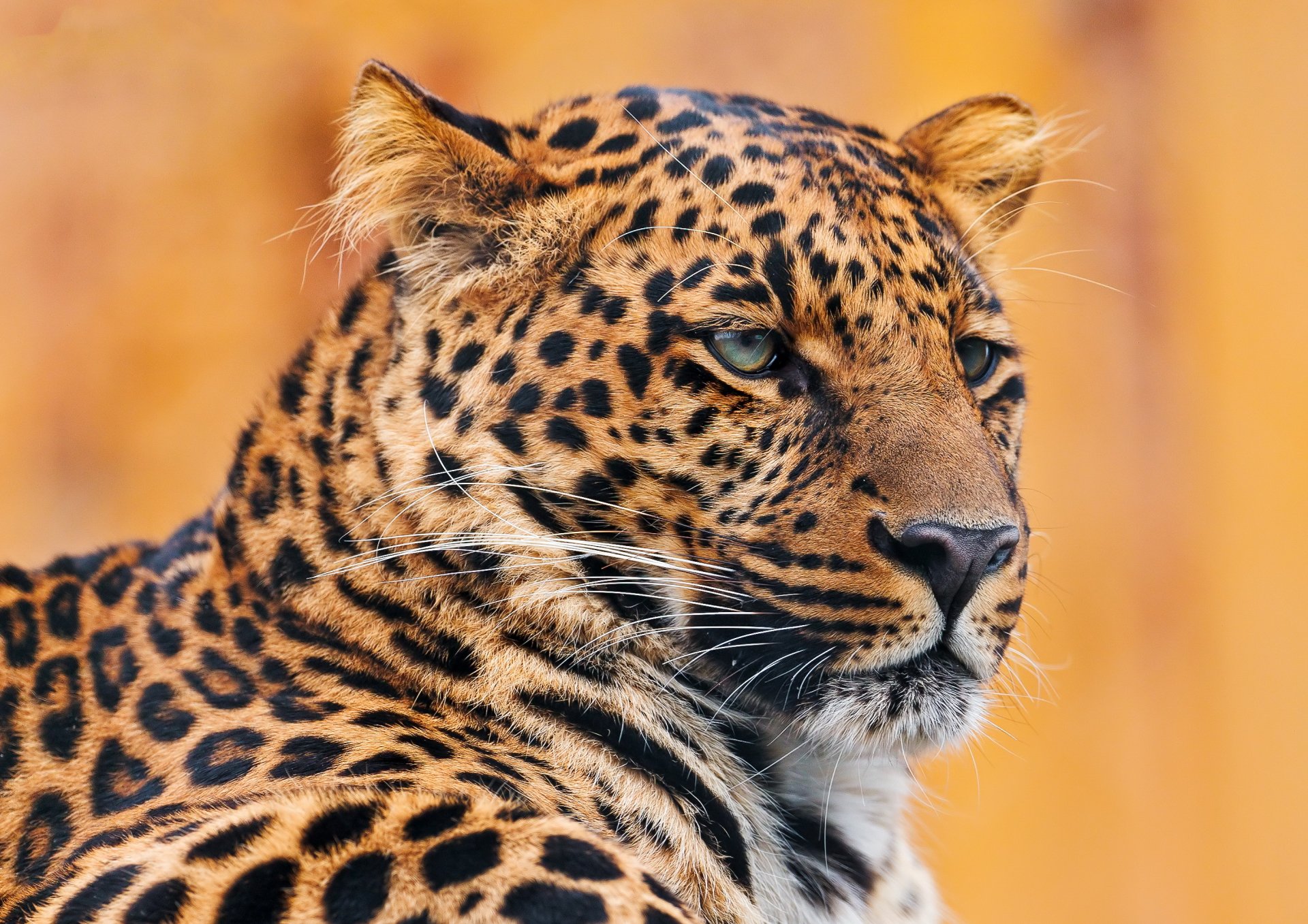 leopard liegt schnauze schnurrbart porträt