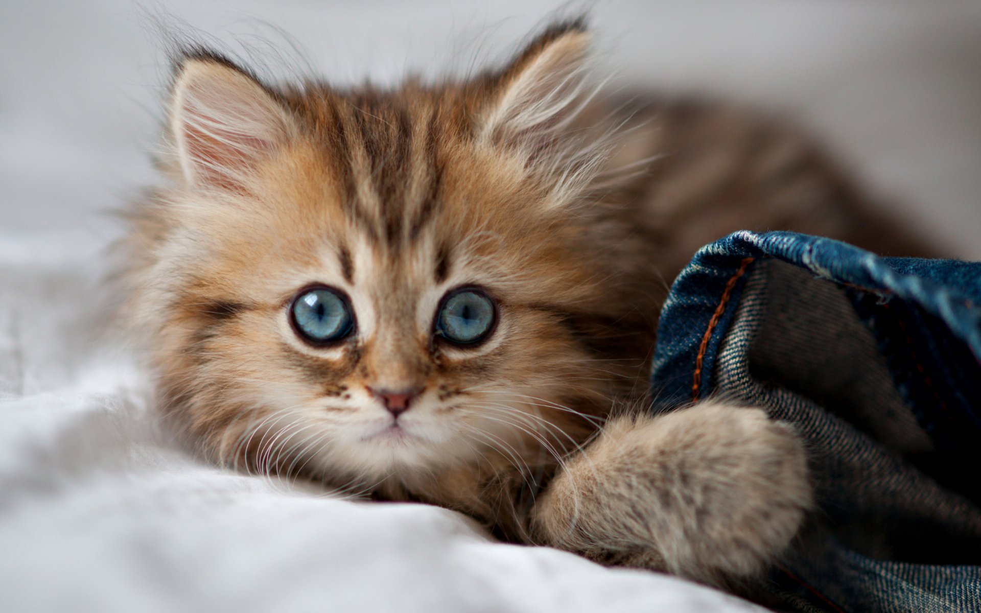 cat eyes kitty blue eyes paws cute