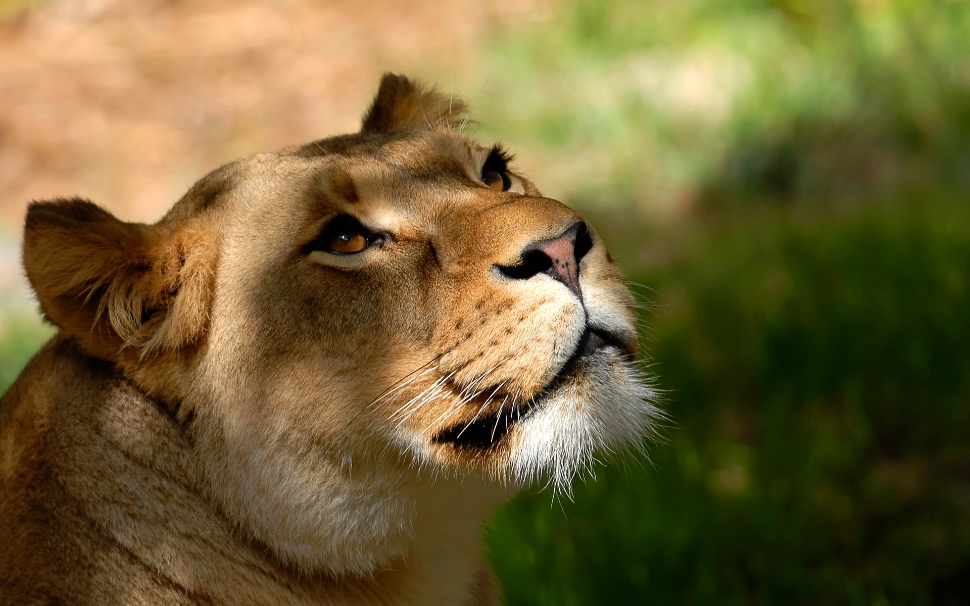 lion lionne tête regard museau moustache fond fond d écran