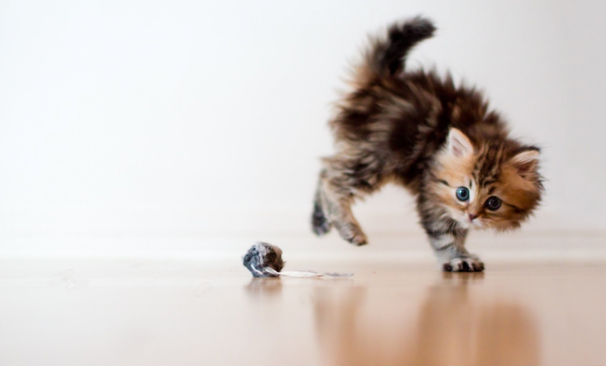 katze kätzchen gänseblümchen ben torte spielzeug schrecken makro kugel